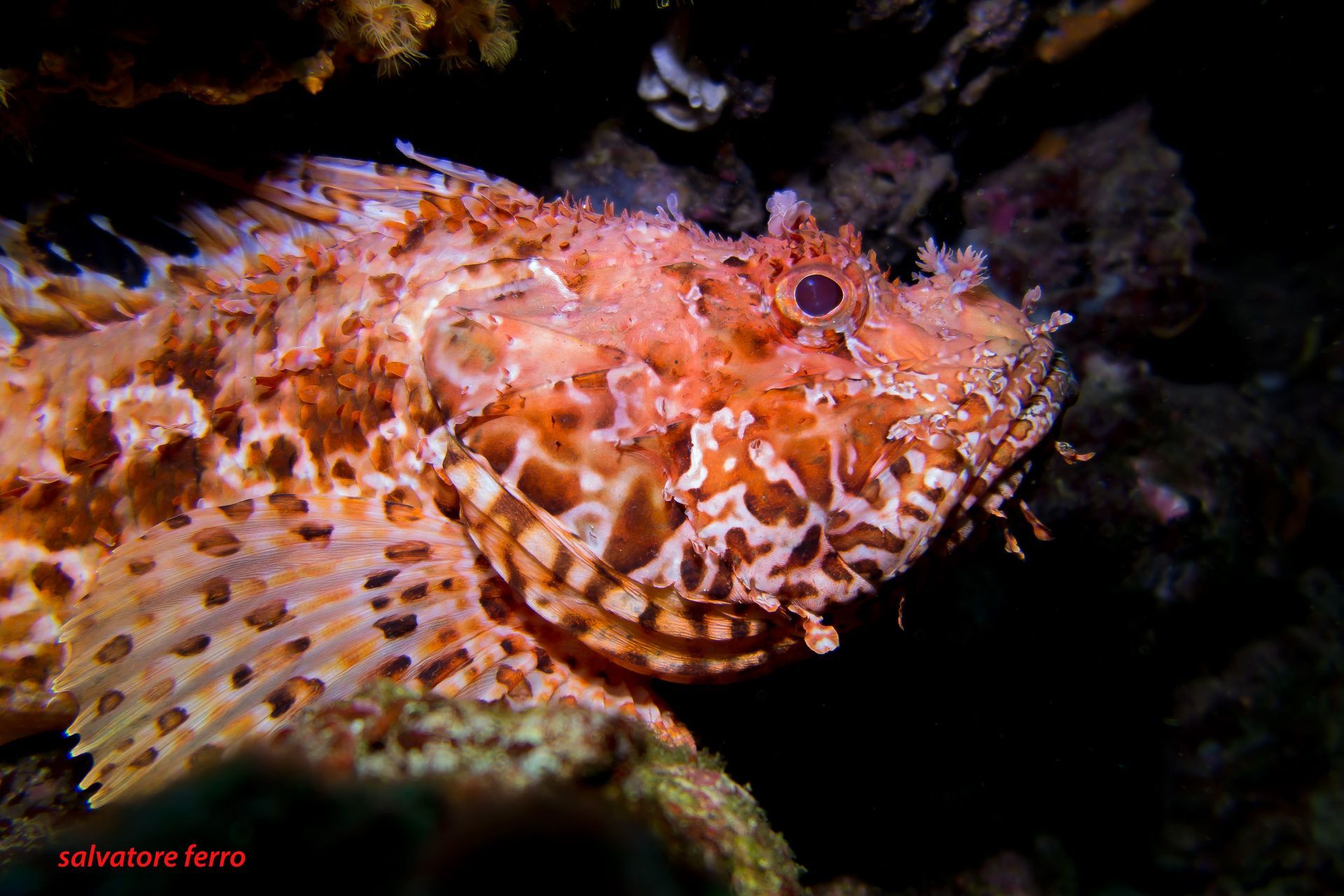 Orange and white scorpionfish camouflaged on a reef; close-up shows its patterned skin and prominent eyes.