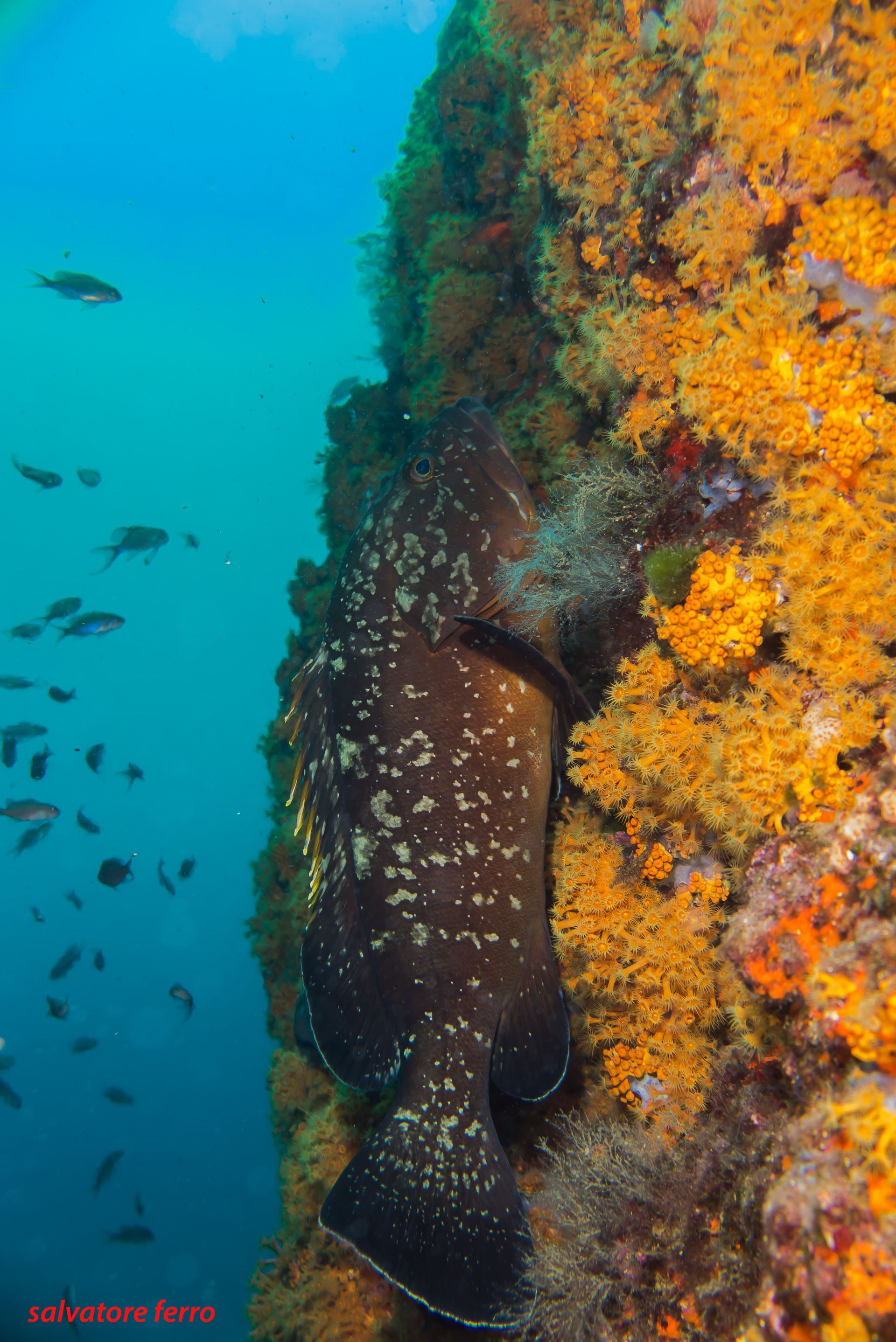 Dark grouper fish rests vertically on a bright orange coral-covered wall underwater.