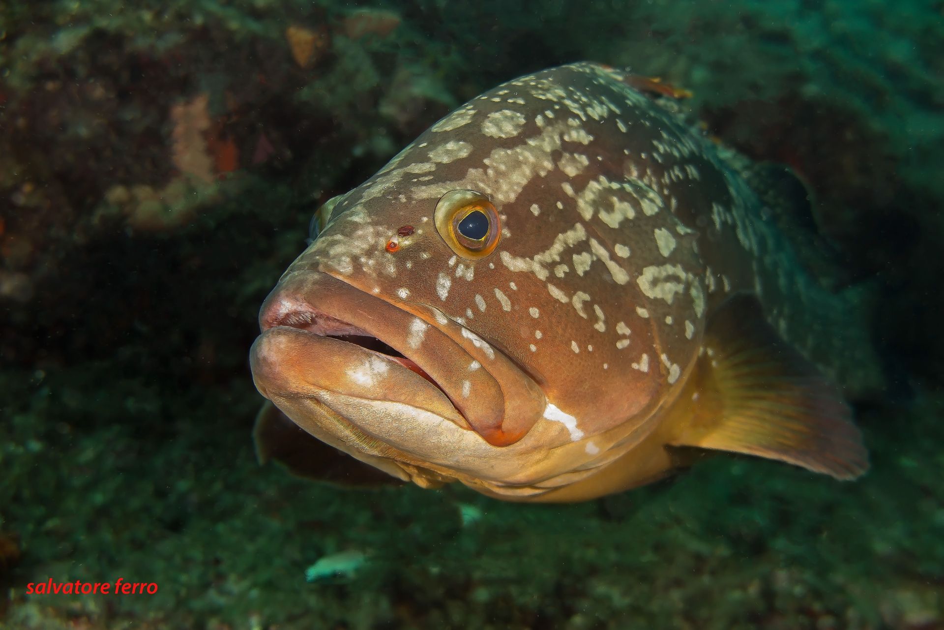 Brown speckled grouper fish underwater.