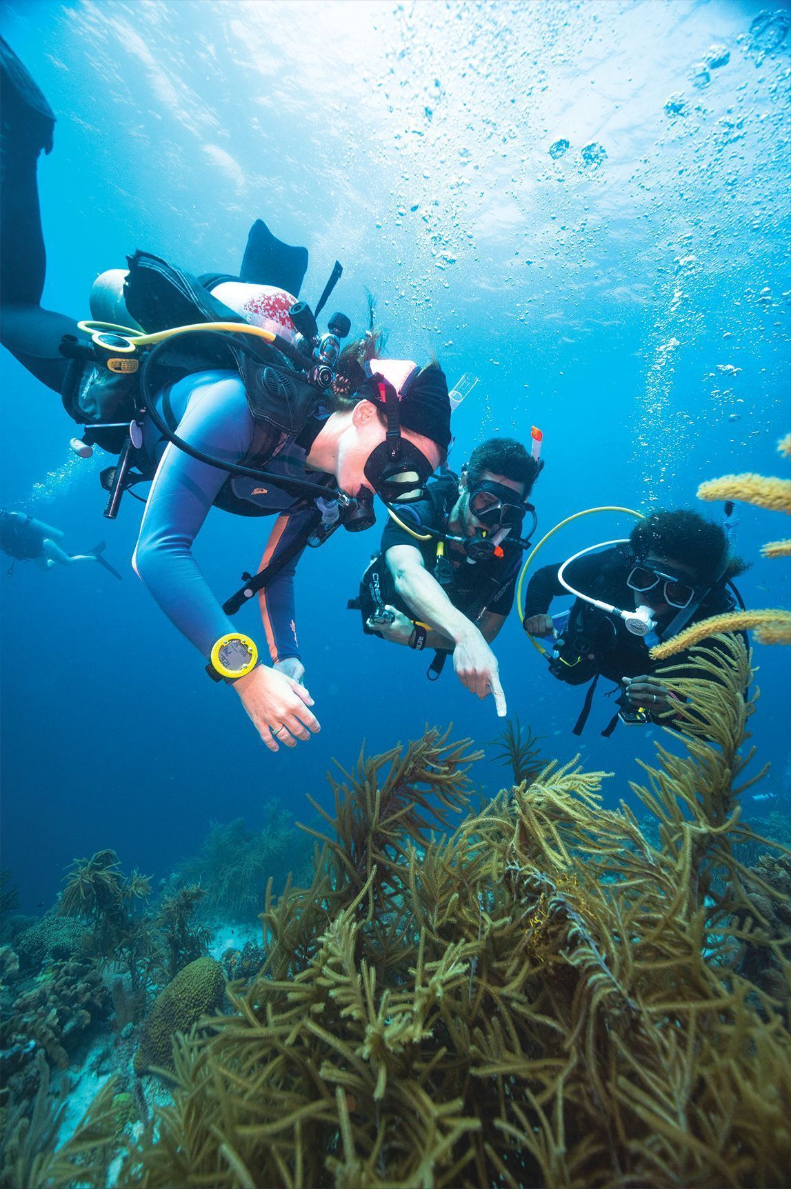 Three scuba divers exploring coral reef. One points to the reef, bubbles rising, blue water.