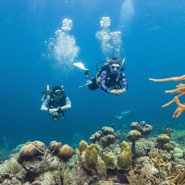 Two scuba divers explore a coral reef in clear blue water.