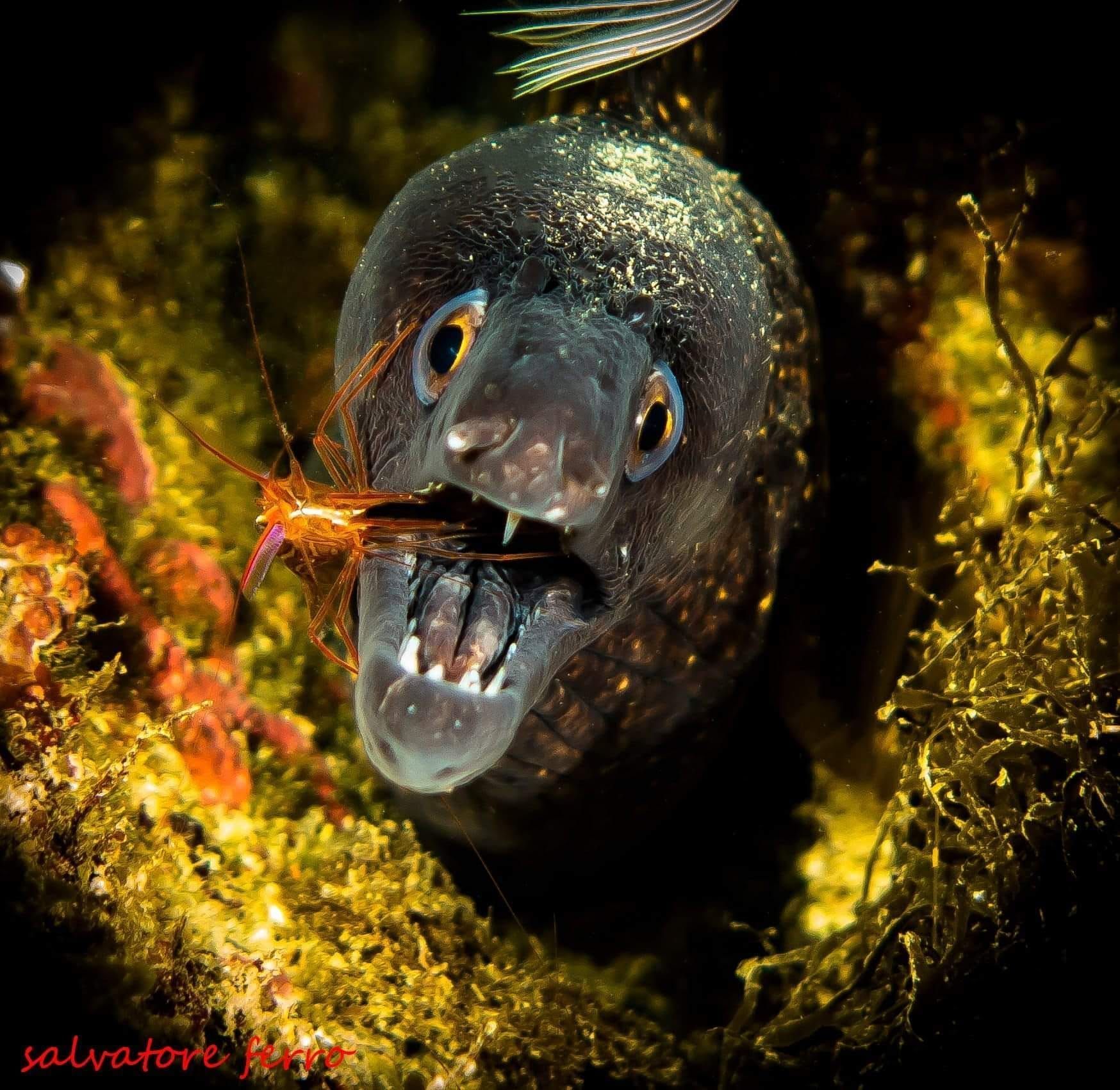 A moray eel with open mouth, biting a shrimp in its mouth. The eel is dark against a golden reef.