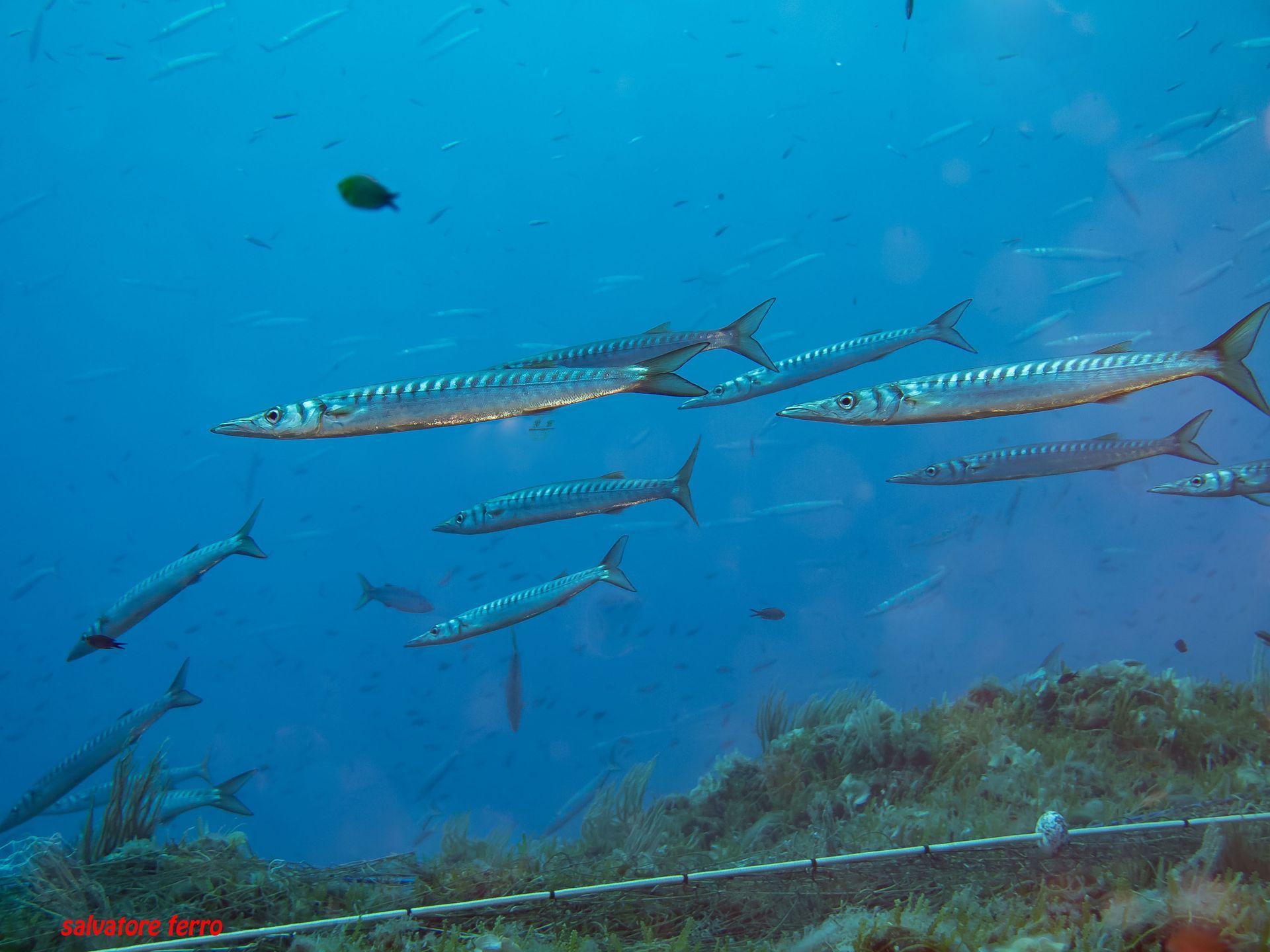 School of barracuda fish swimming in blue ocean water.