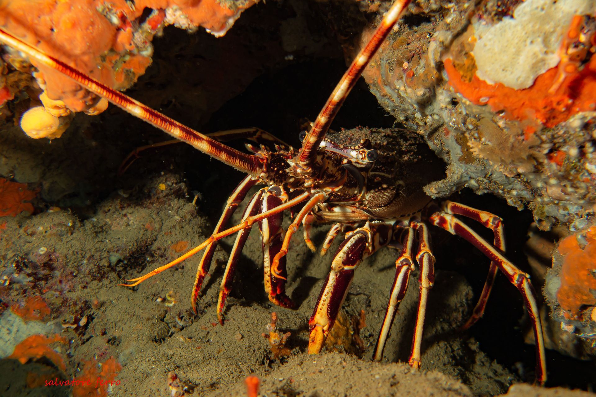 Lobster with long antennae, hiding in a crevice of orange and white coral.
