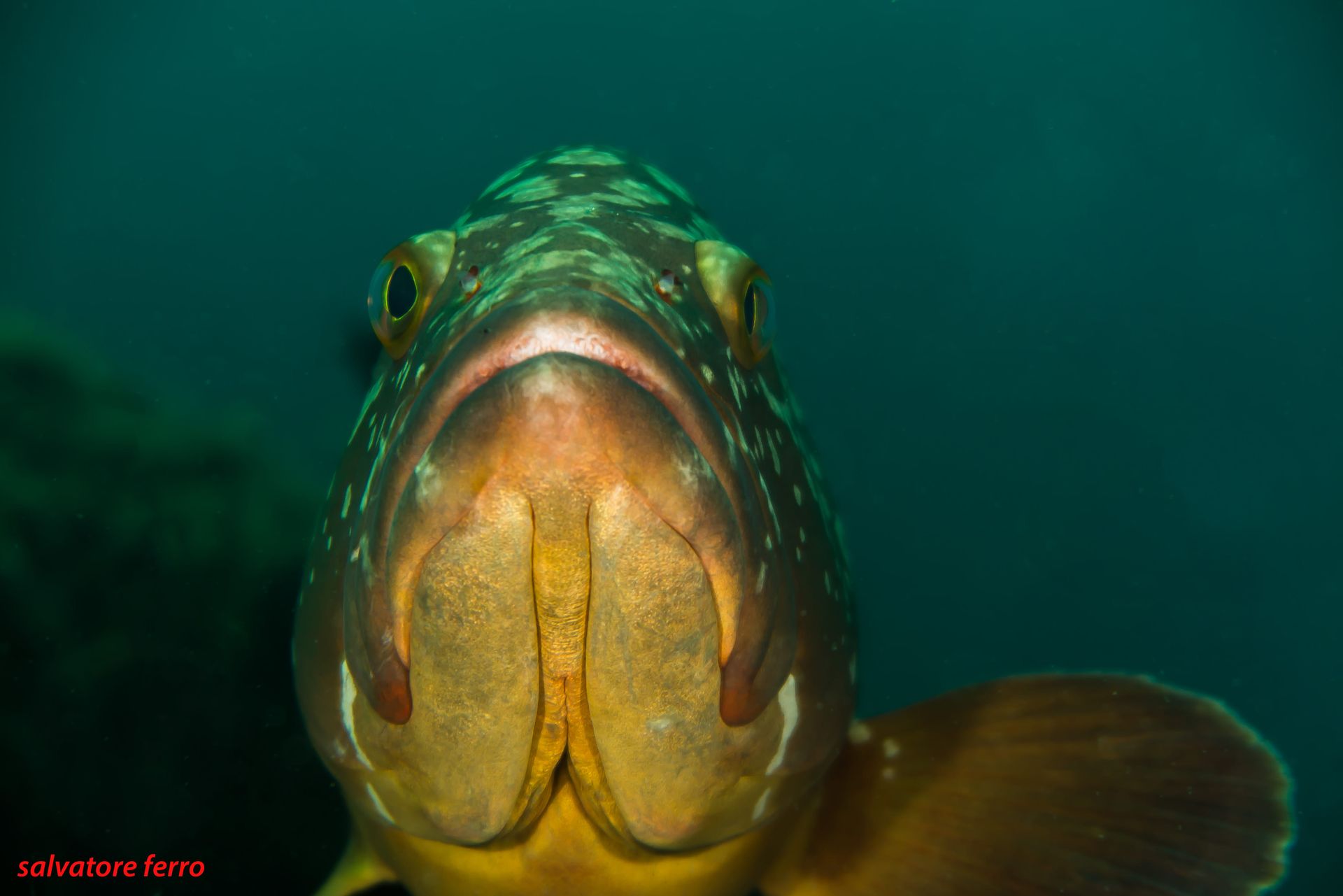 Close-up of a speckled brown grouper fish with curious expression underwater, looking directly at the camera.