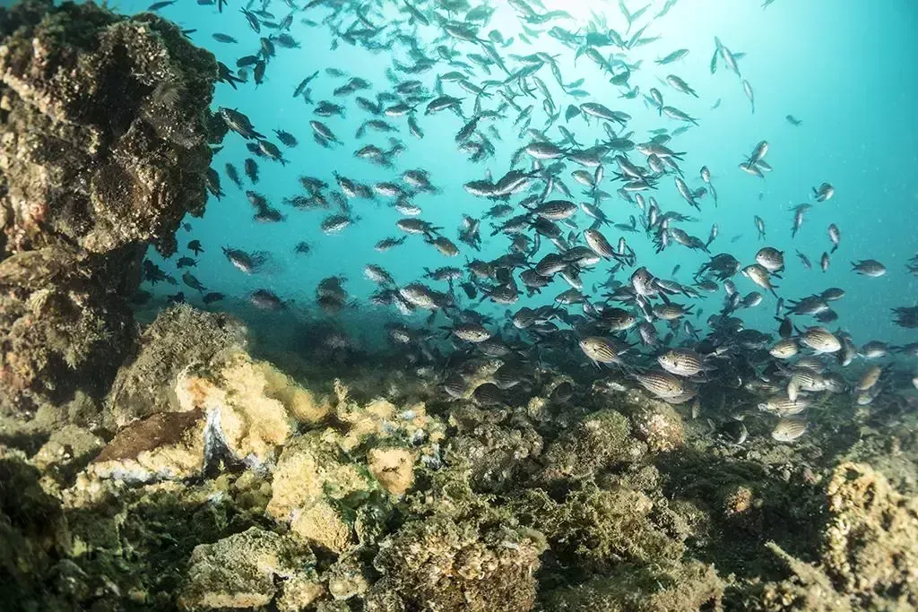 School of fish swimming near a coral reef in turquoise water.