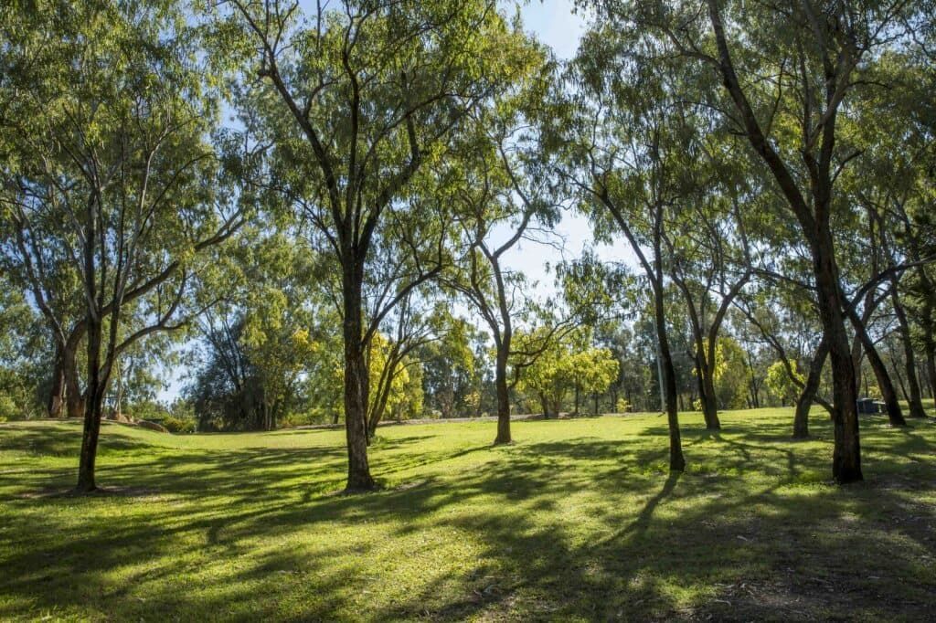 A Park Filled With Lots of Trees and Grass on a Sunny Day — Perlyn Towing  in Emerald, QLD