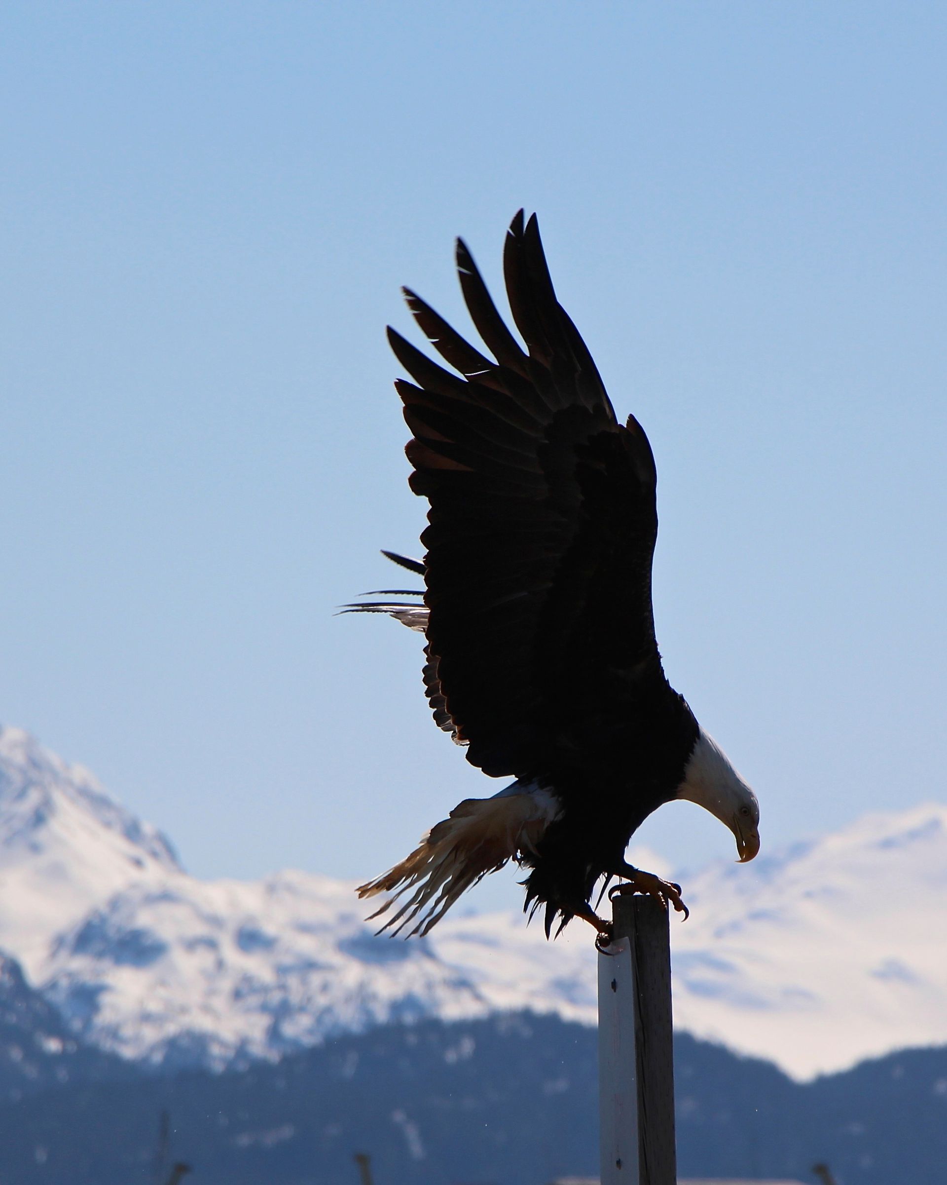 A bald eagle perched on a pole with mountains in the background