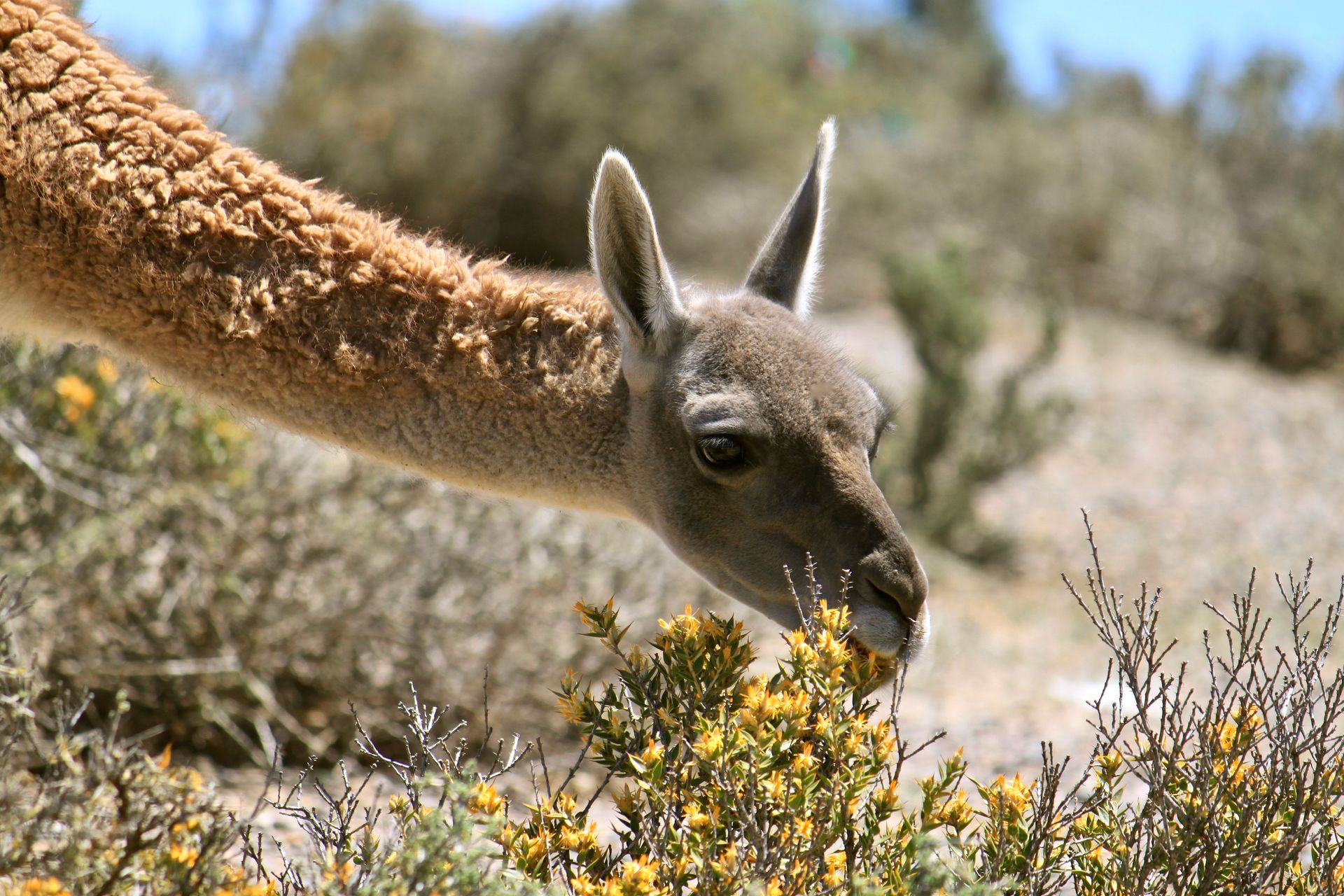 A close up of a llama eating flowers in the desert