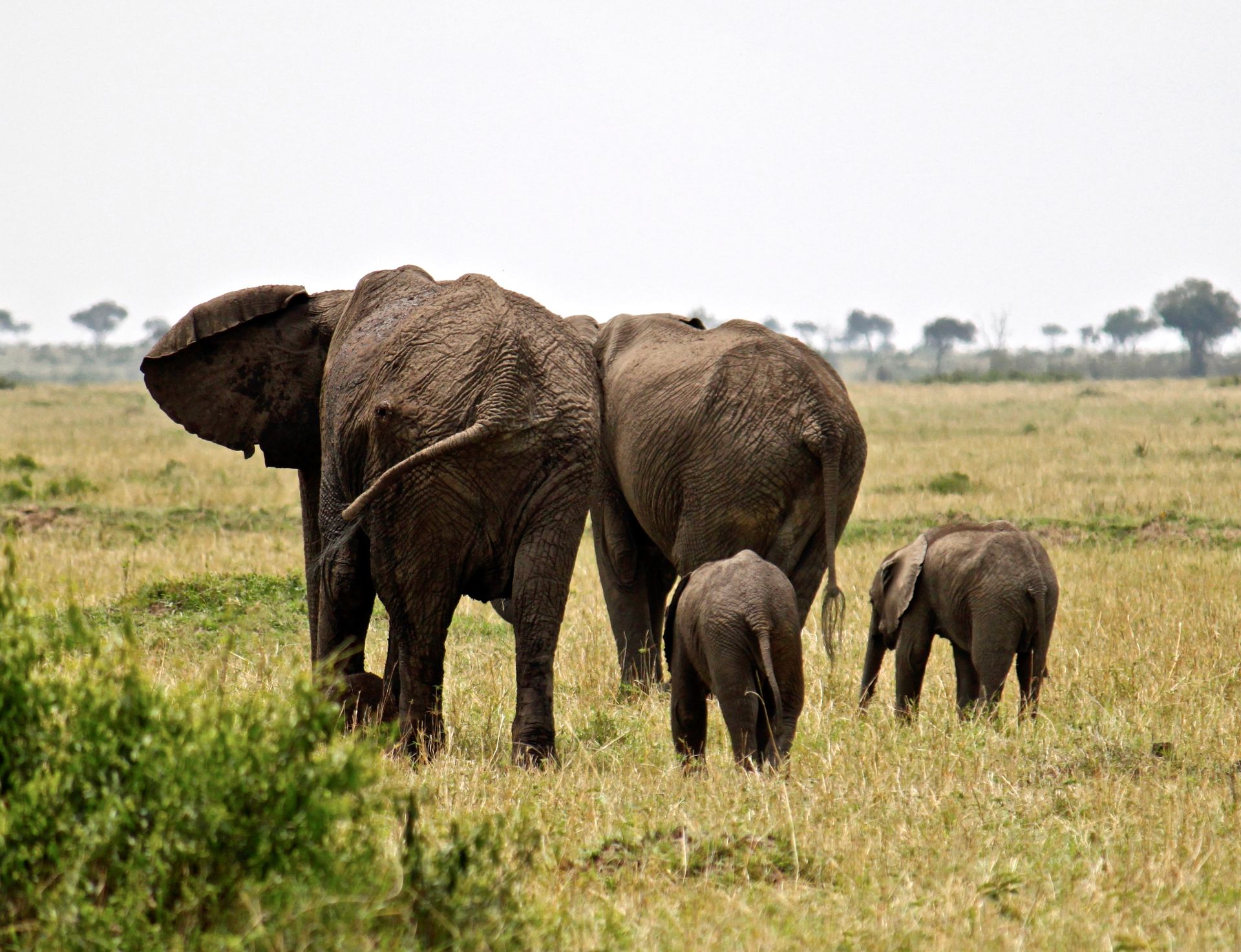 A herd of elephants are walking through a grassy field.