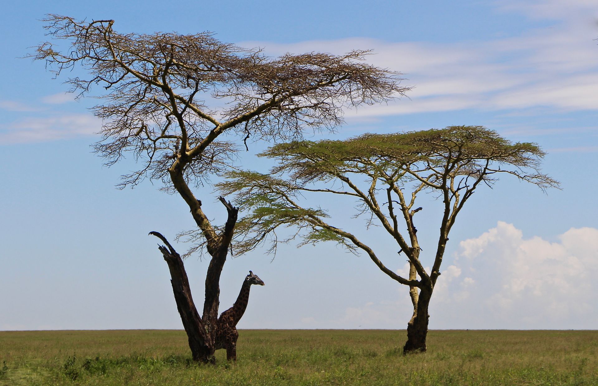 A giraffe is standing under a tree in the middle of a field