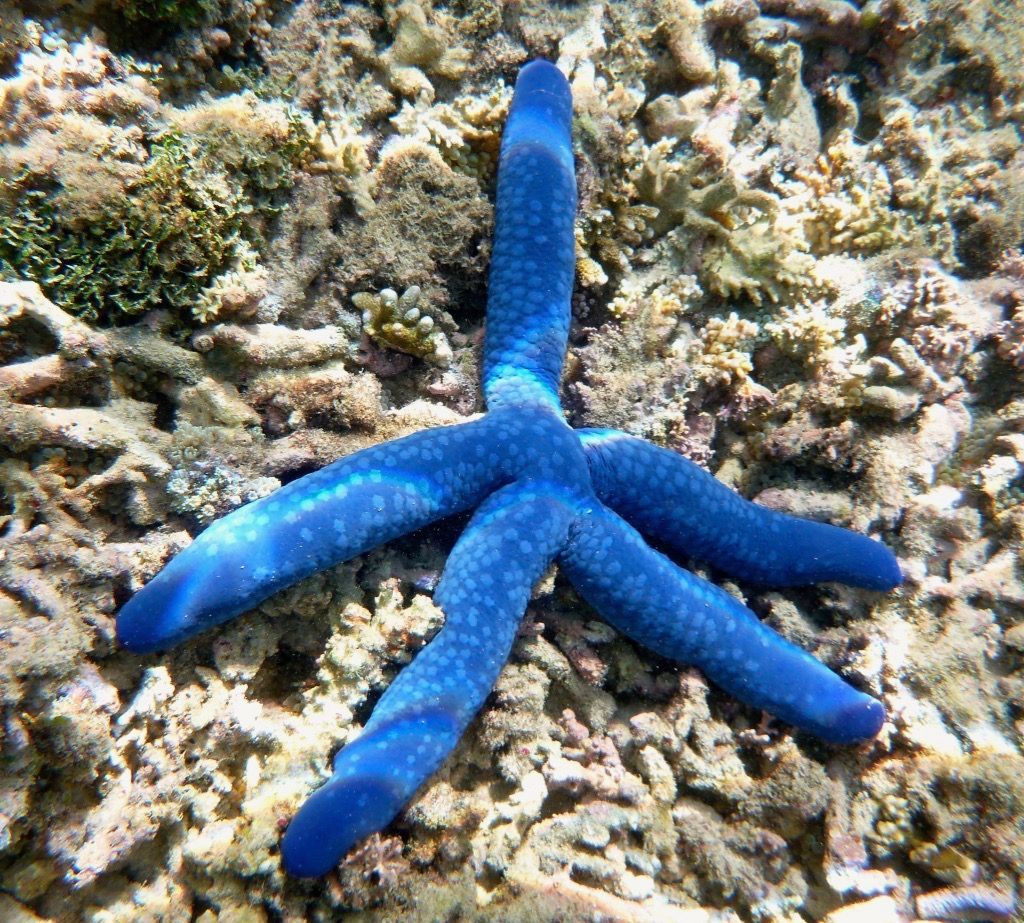 A blue starfish is sitting on a coral reef