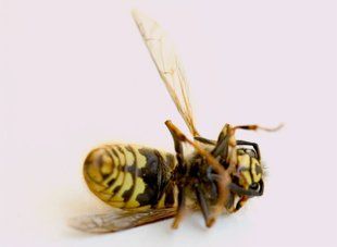 For pest control services in Aberdeen, call: 01224 455 013 Dead wasp