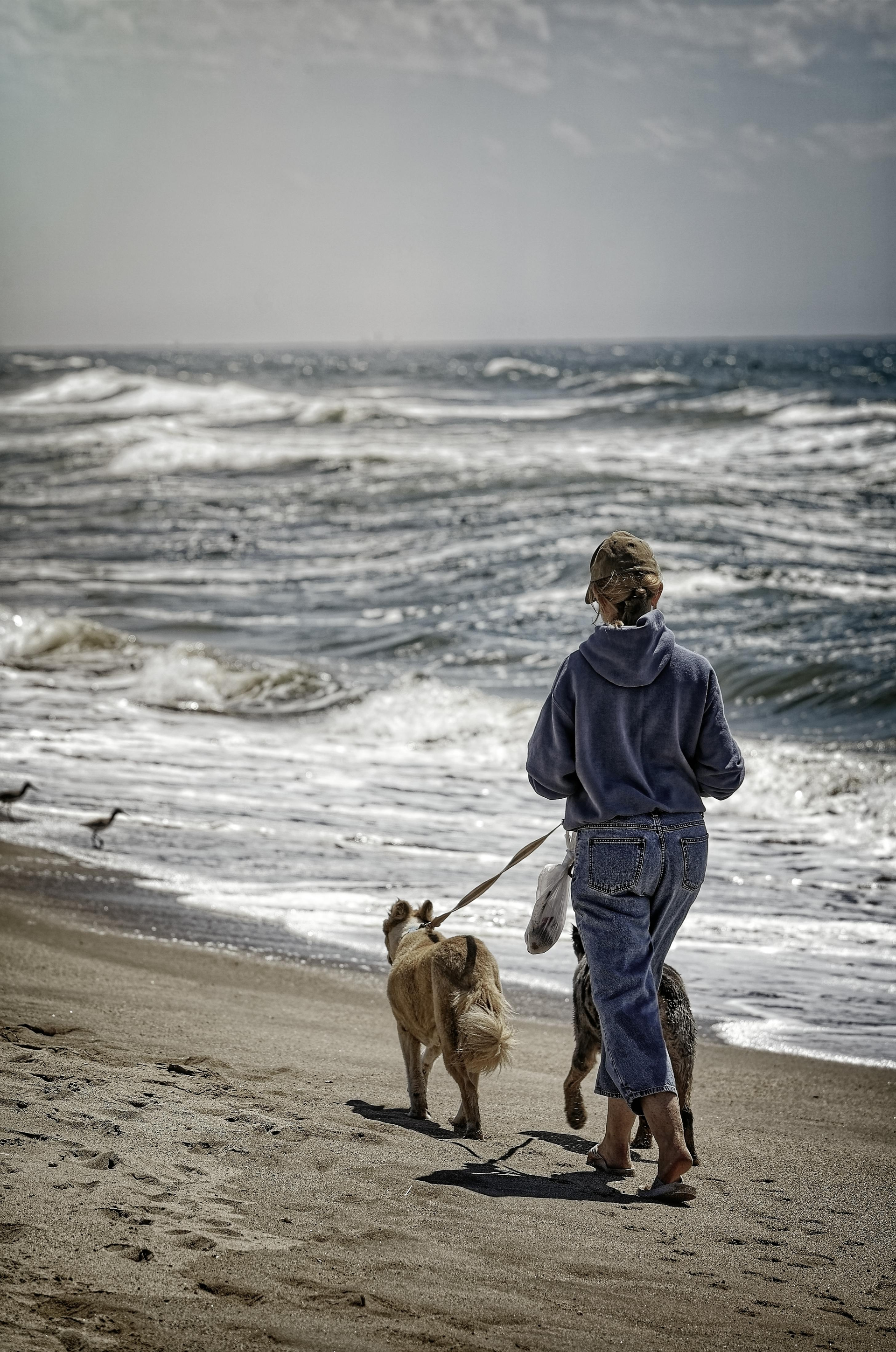 A person in a blue hoodie and jeans walks two dogs on leashes along a sandy, windswept beach by the ocean.