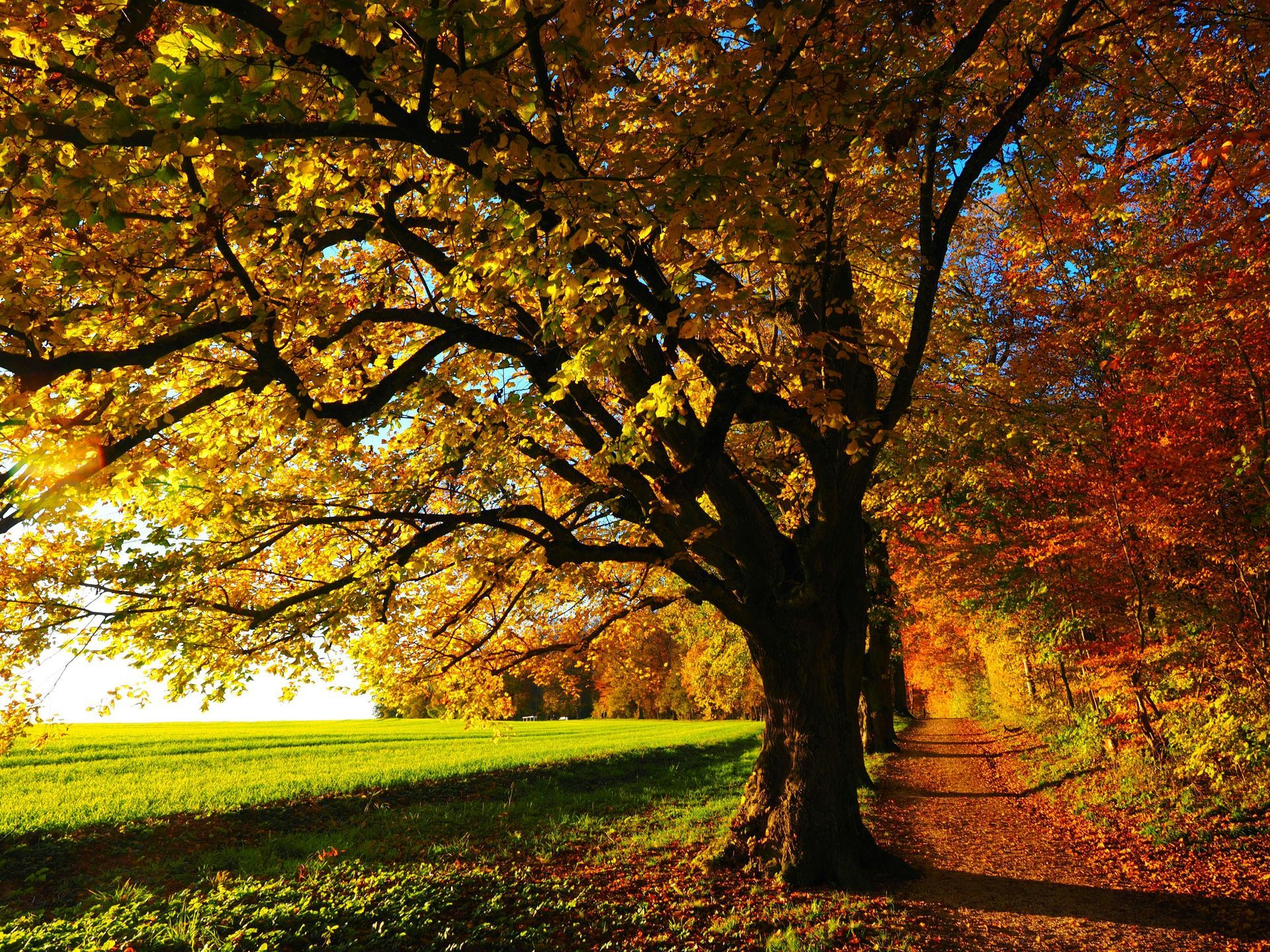 Autumn tree with golden leaves beside a sunlit grassy field and a red-orange forest path