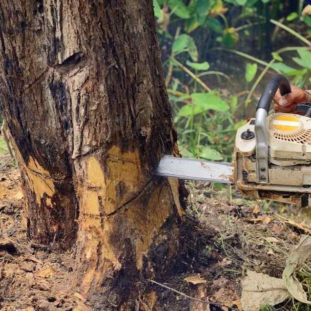 Person using a chainsaw to cut down a tree trunk in a wooded area.