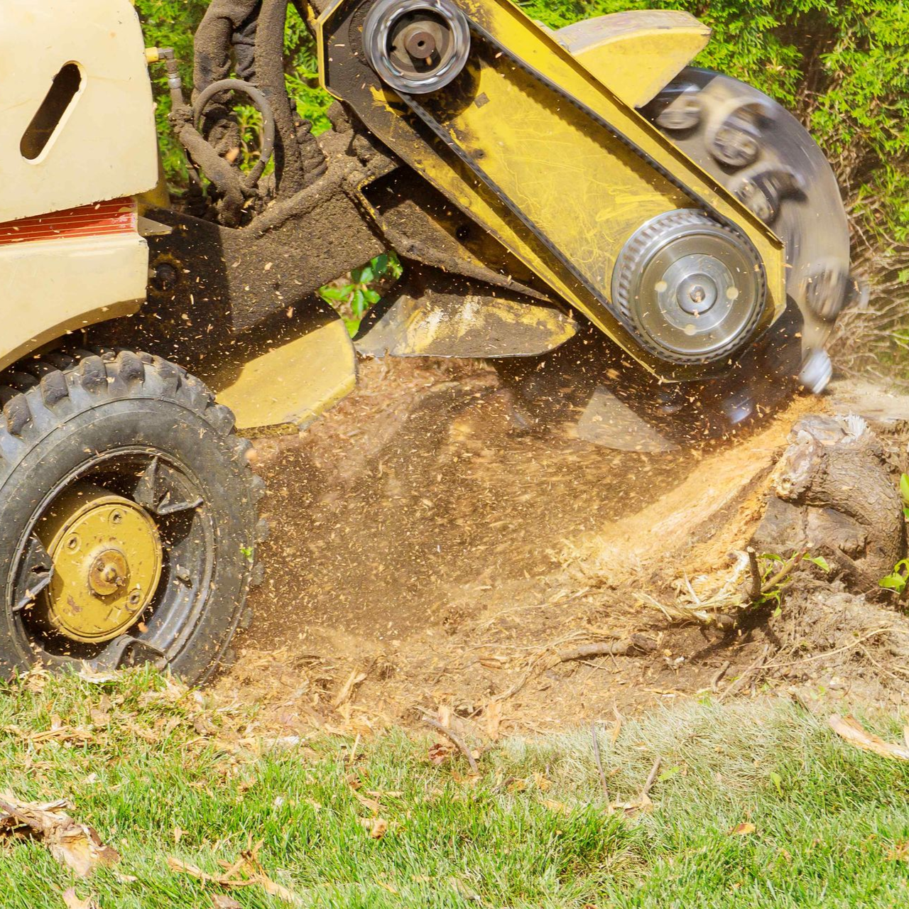 A yellow stump grinder grinding a tree stump on grass.