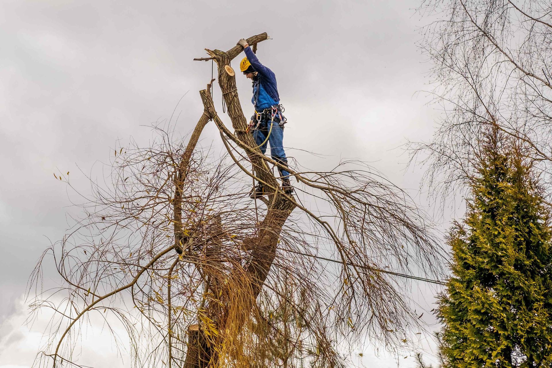 Arborist in blue jacket and jeans pruning a tall, bare tree under a cloudy sky.