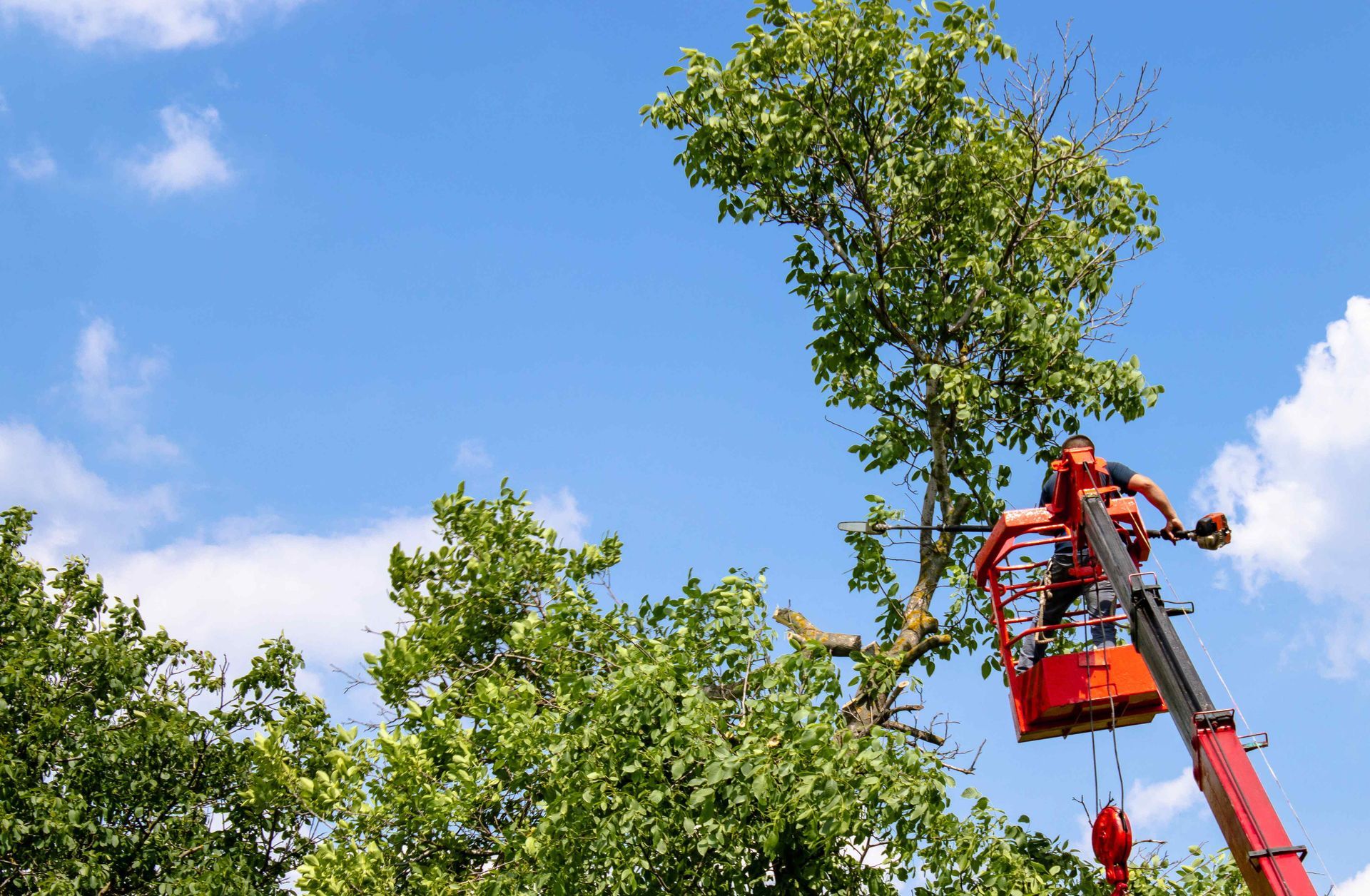 A worker in a red lift bucket trims a tree under a blue sky.