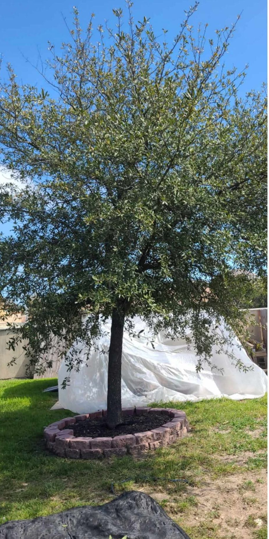 Overgrown backyard with weeds, a tree, fence, concrete patio, and green trash bin