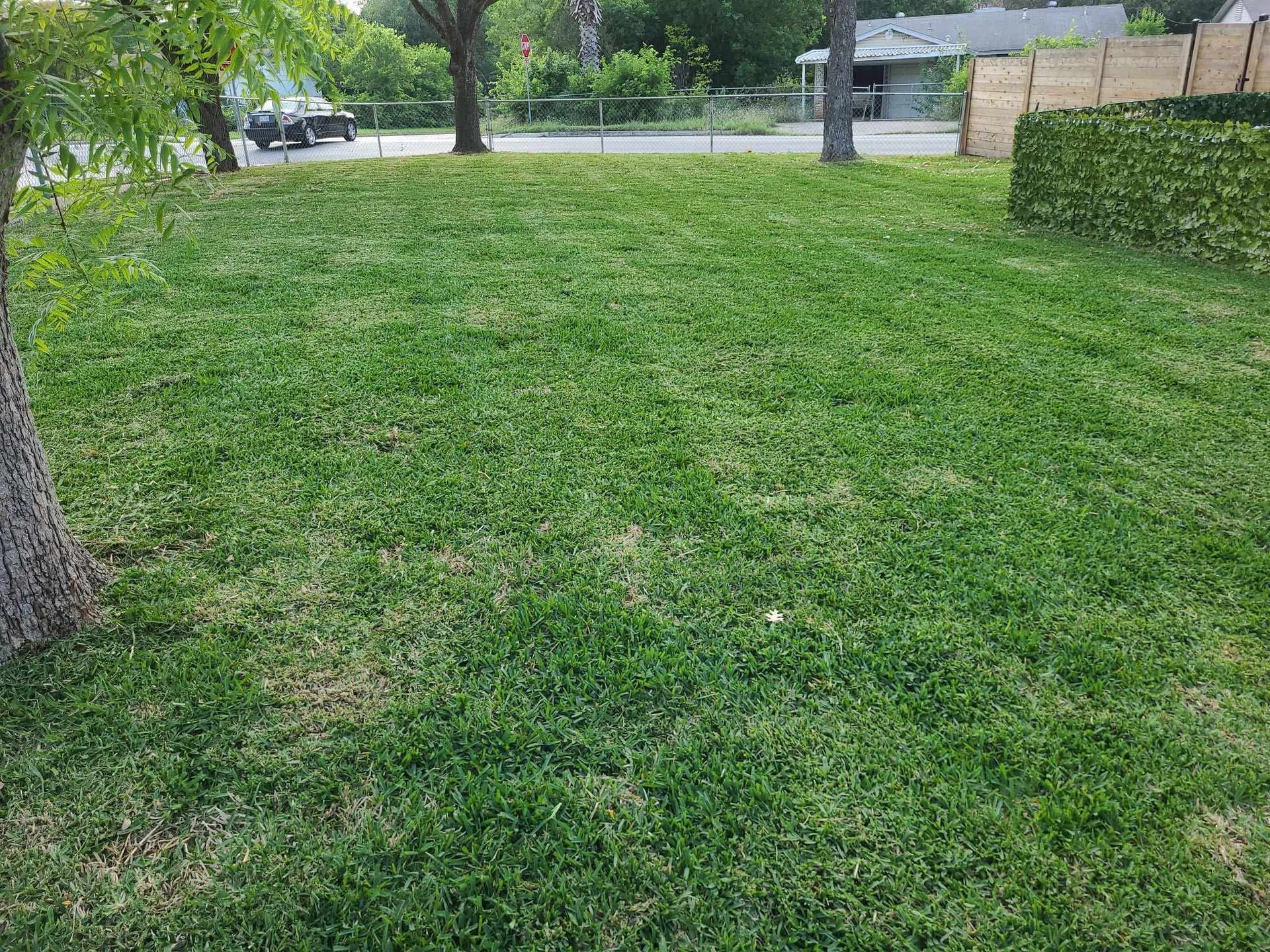 Grassy front yard with a tree, hedge, and street in the background