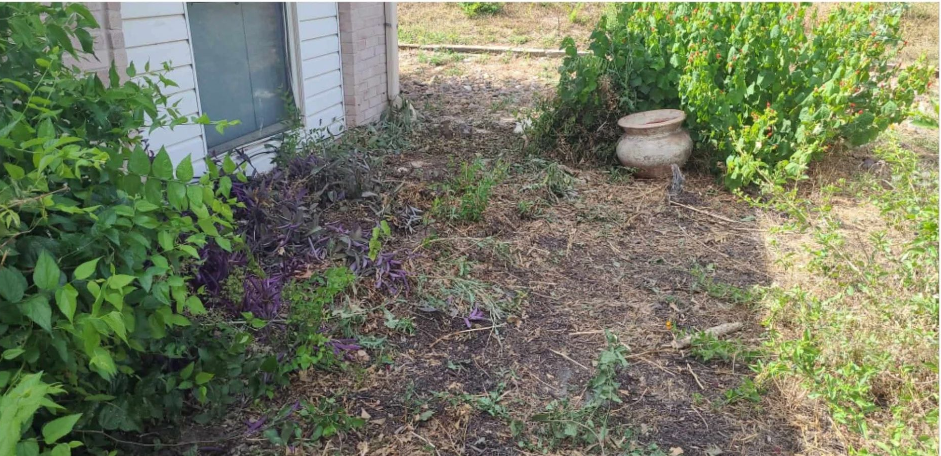 Overgrown backyard with stacked wooden pallets and a blue bin near a concrete path