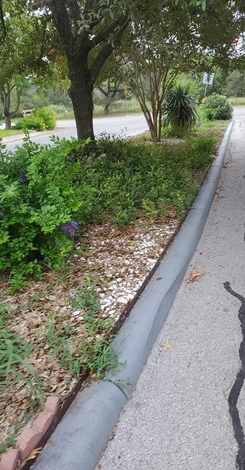 Tree-lined sidewalk beside a road with shrubs and fallen leaves along the curb