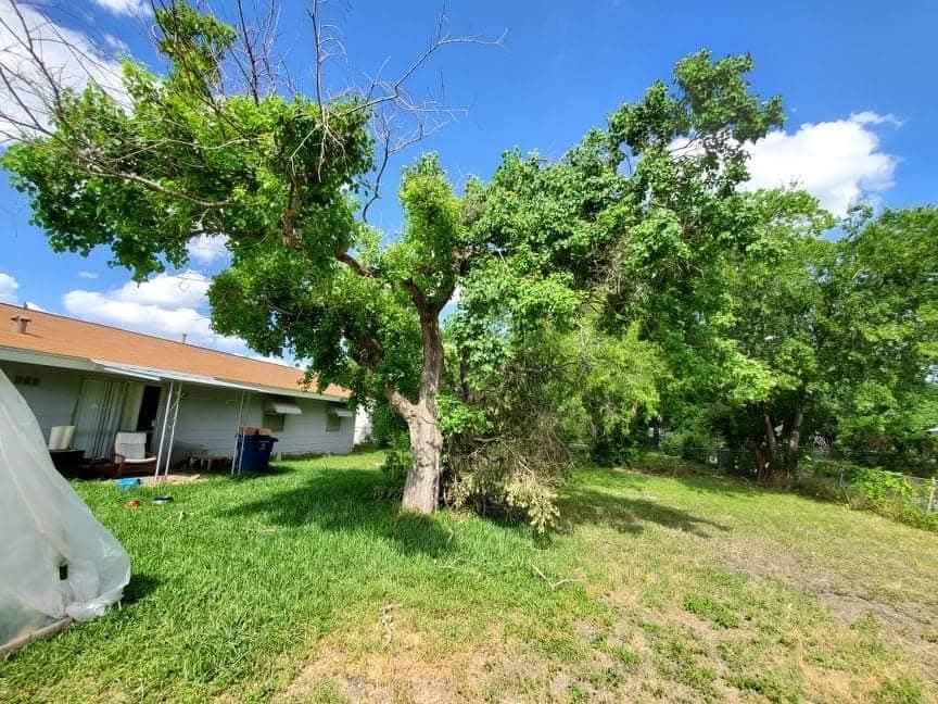 Grassy backyard with a tree, shrubs, and a house under a bright blue sky