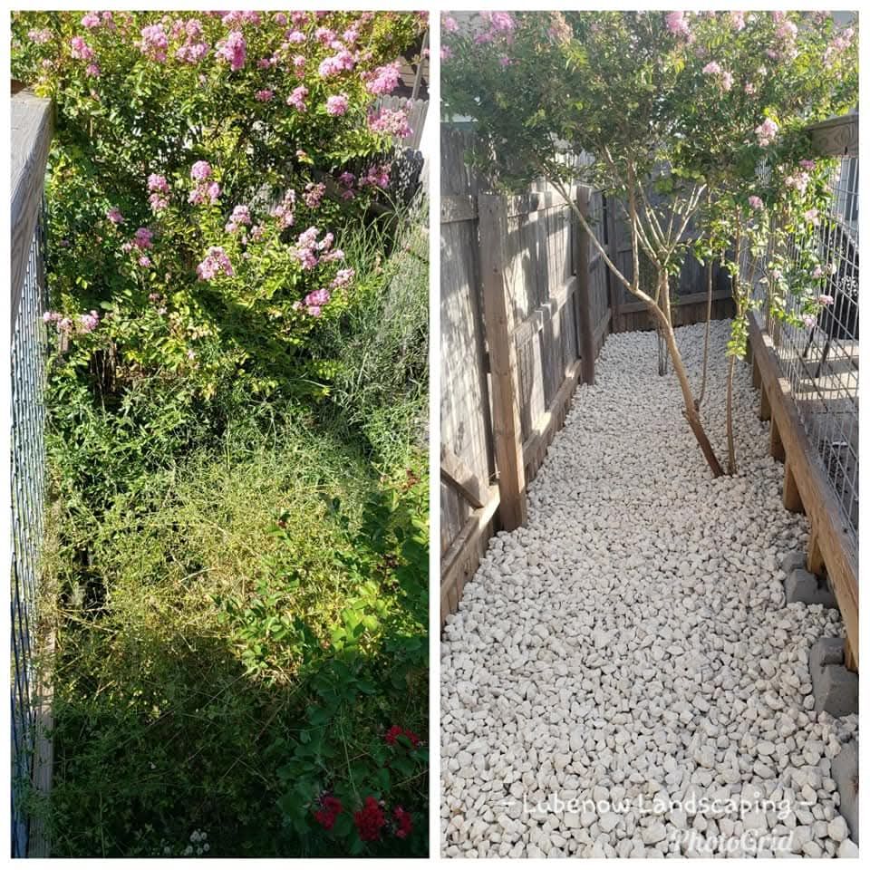 Garden path with white gravel, wooden fences, and trees; flowering pink bush on the left.