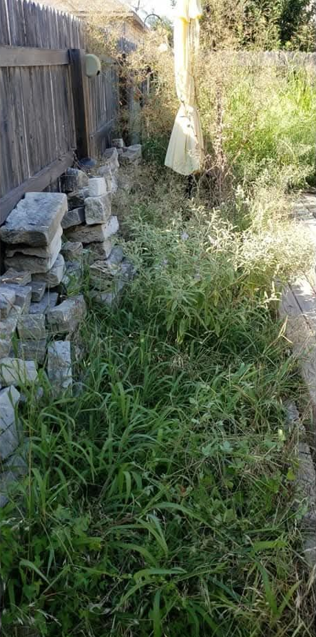 Overgrown backyard with weeds, a tree, fence, concrete patio, and green trash bin