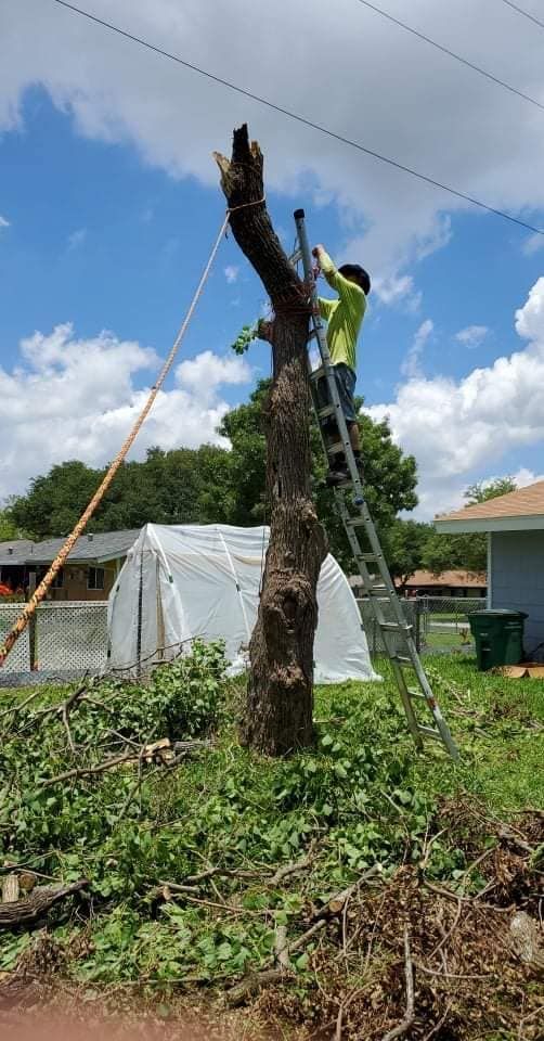 Person trimming a tree with a chainsaw in a yard on a sunny day