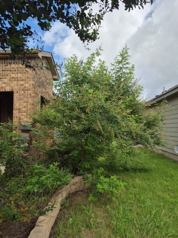 Overgrown green shrub beside a brick house and grassy yard under a cloudy sky