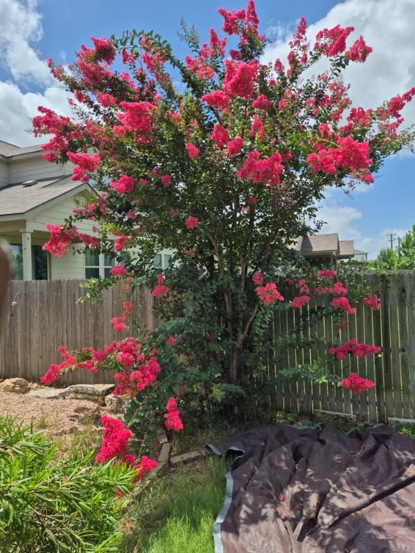Pink crepe myrtle blooming over a backyard fence on a sunny day