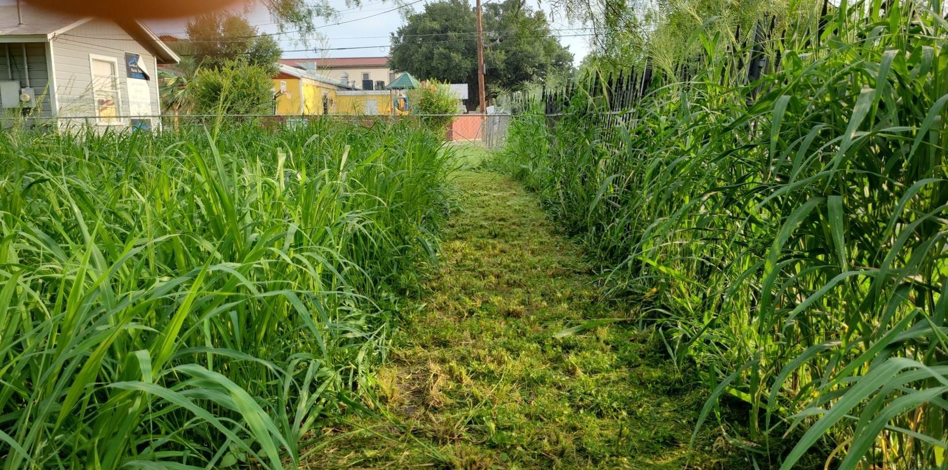 Narrow grassy path between tall green plants in a garden with houses in the background
