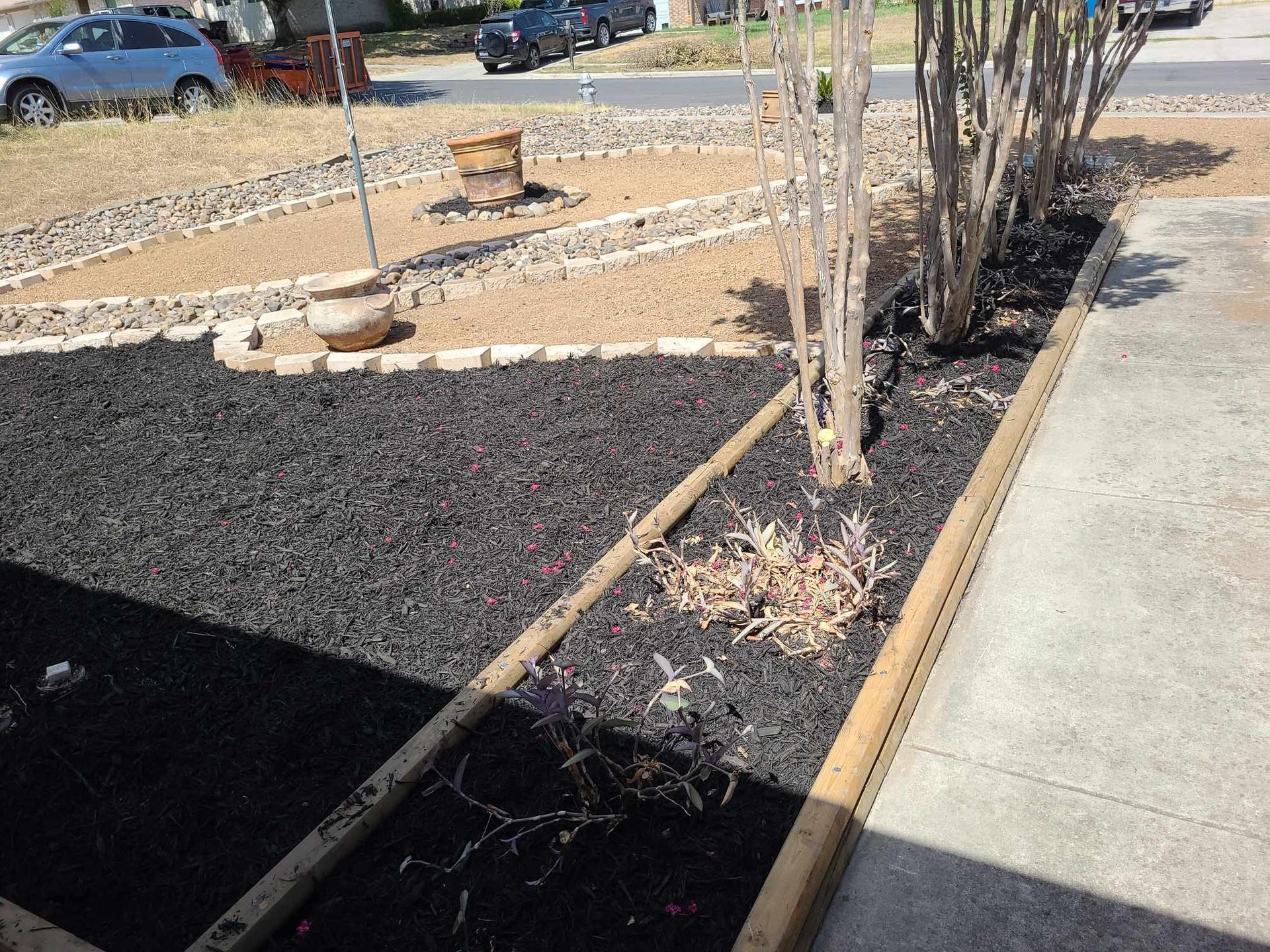 Landscaped yard with black mulch beds, young trees, and a concrete walkway beside a parked blue car.