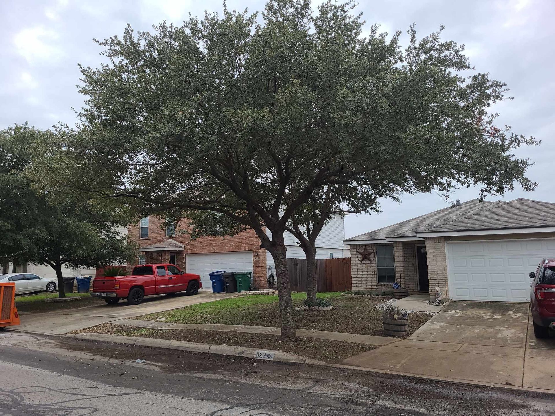 Large tree in a suburban front yard beside a driveway and houses, with a red pickup parked nearby.