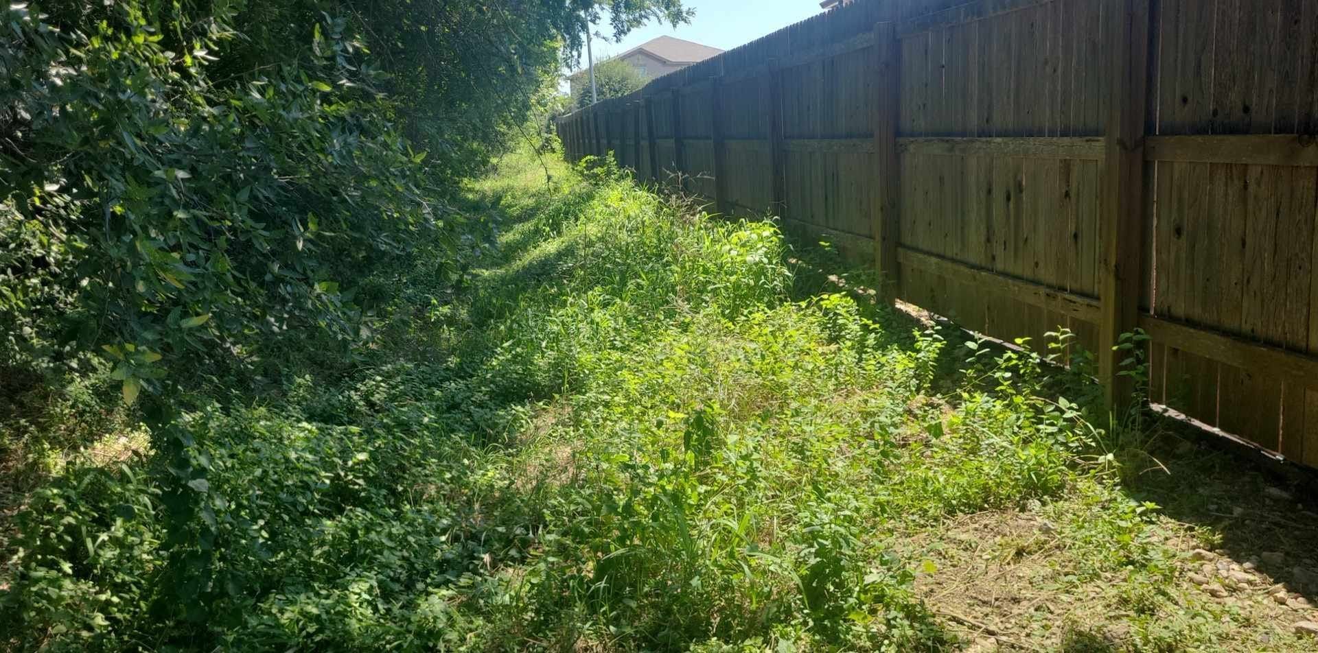 Overgrown backyard beside a wooden fence, with sunlight and dense green vegetation.