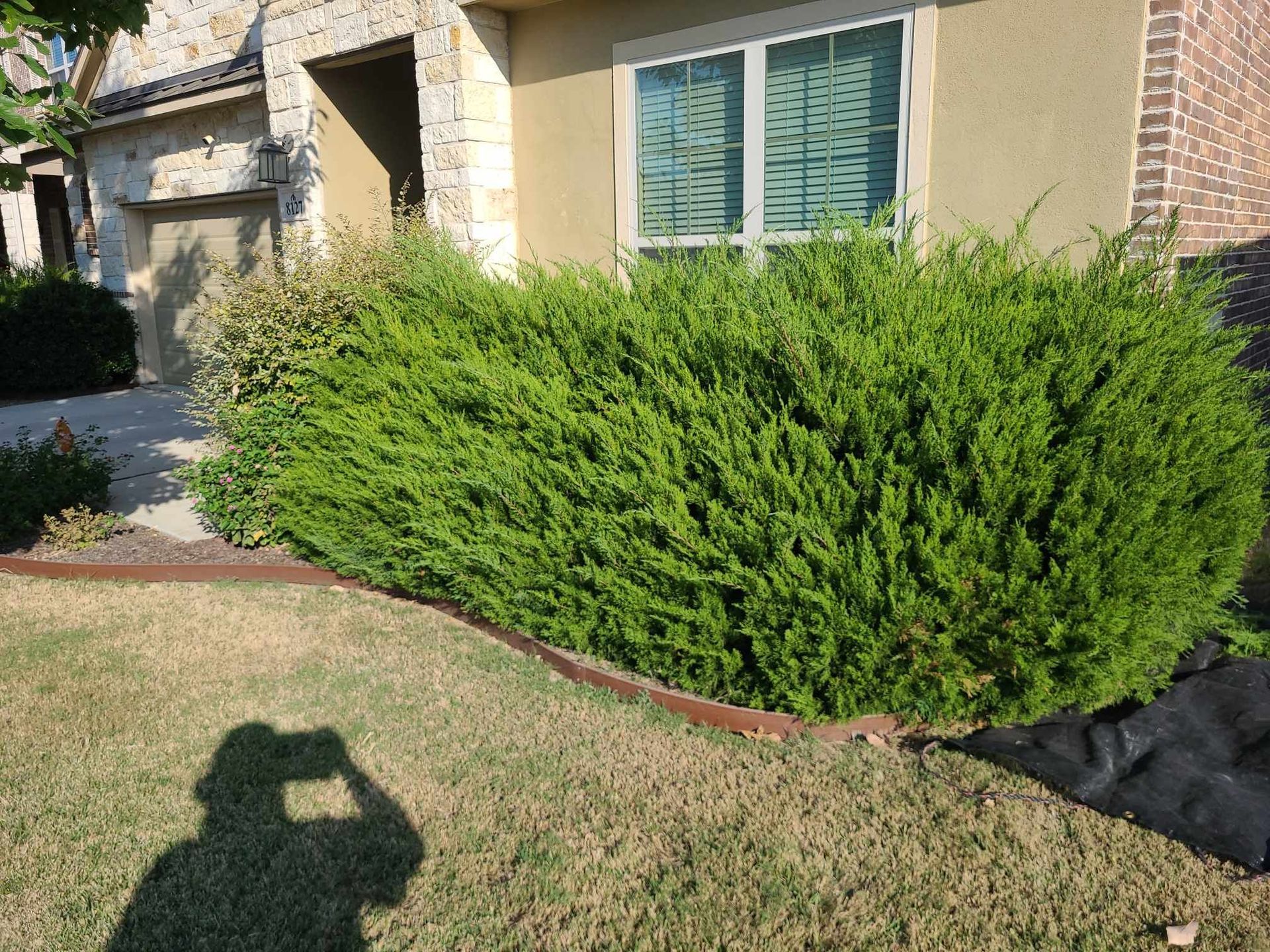 Front yard with a large green shrub, tan house exterior, and window with shutters