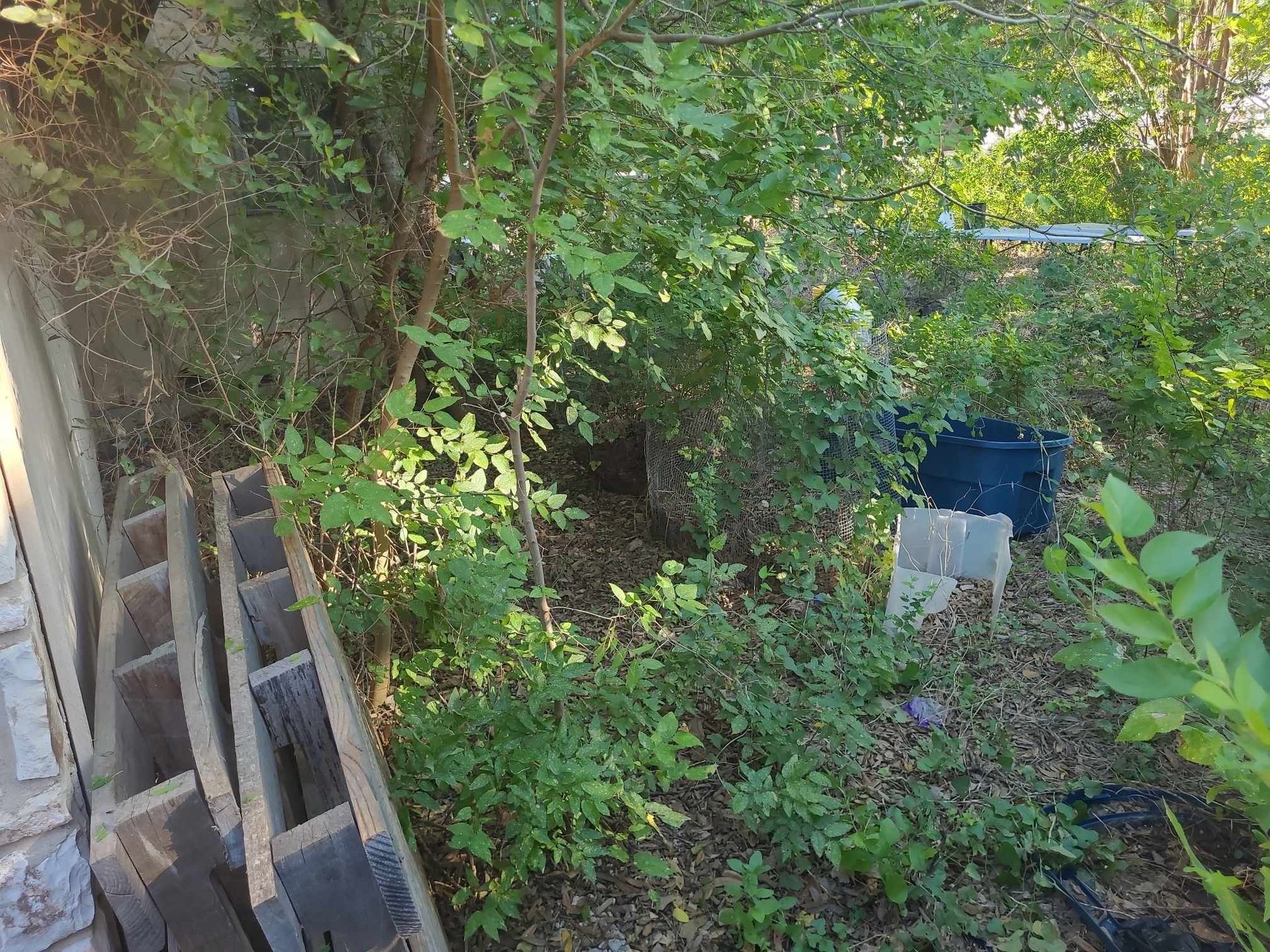 Overgrown backyard with stacked wooden pallets and a blue bin near a concrete path