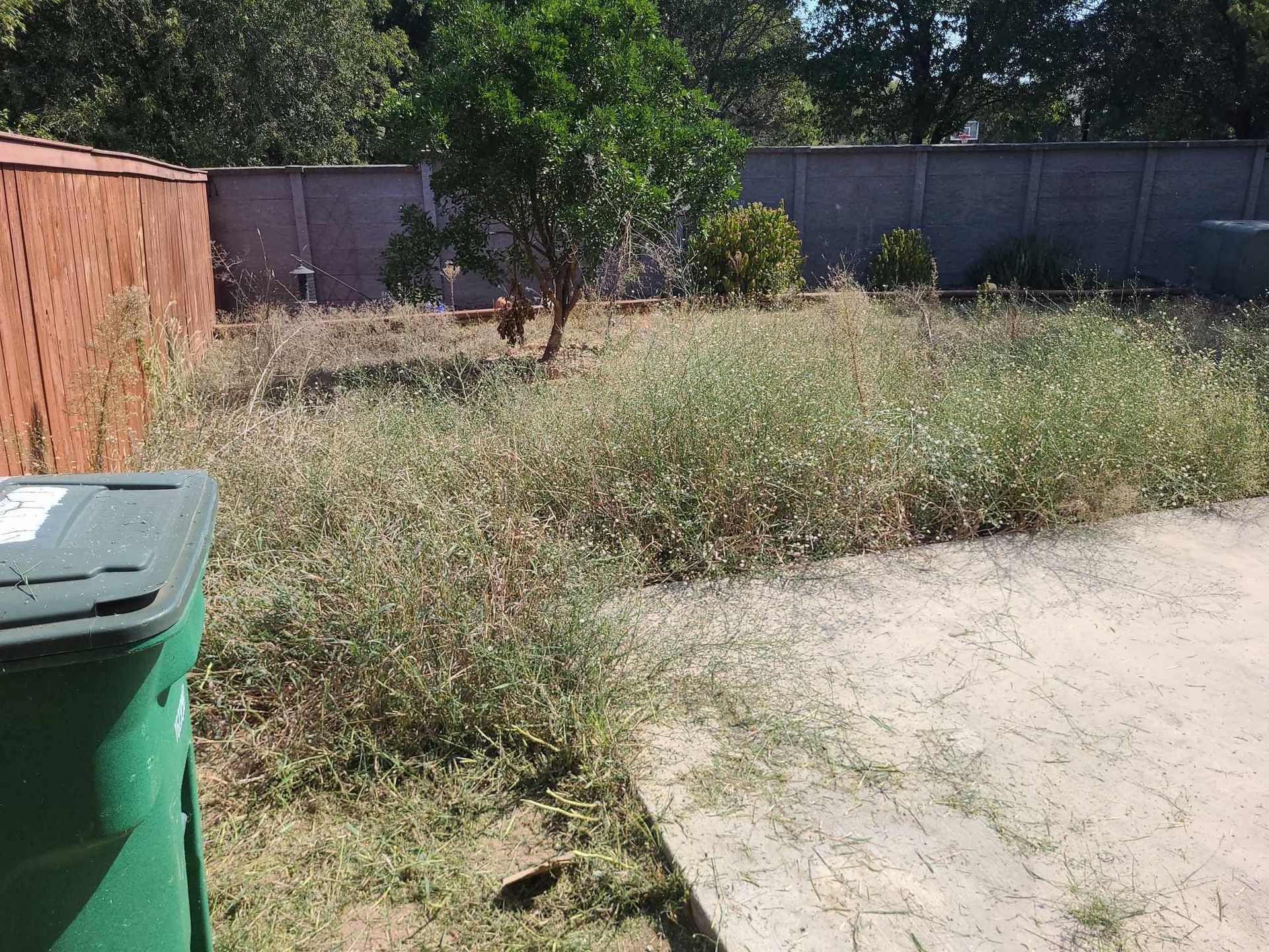 Overgrown backyard with weeds, a tree, fence, concrete patio, and green trash bin