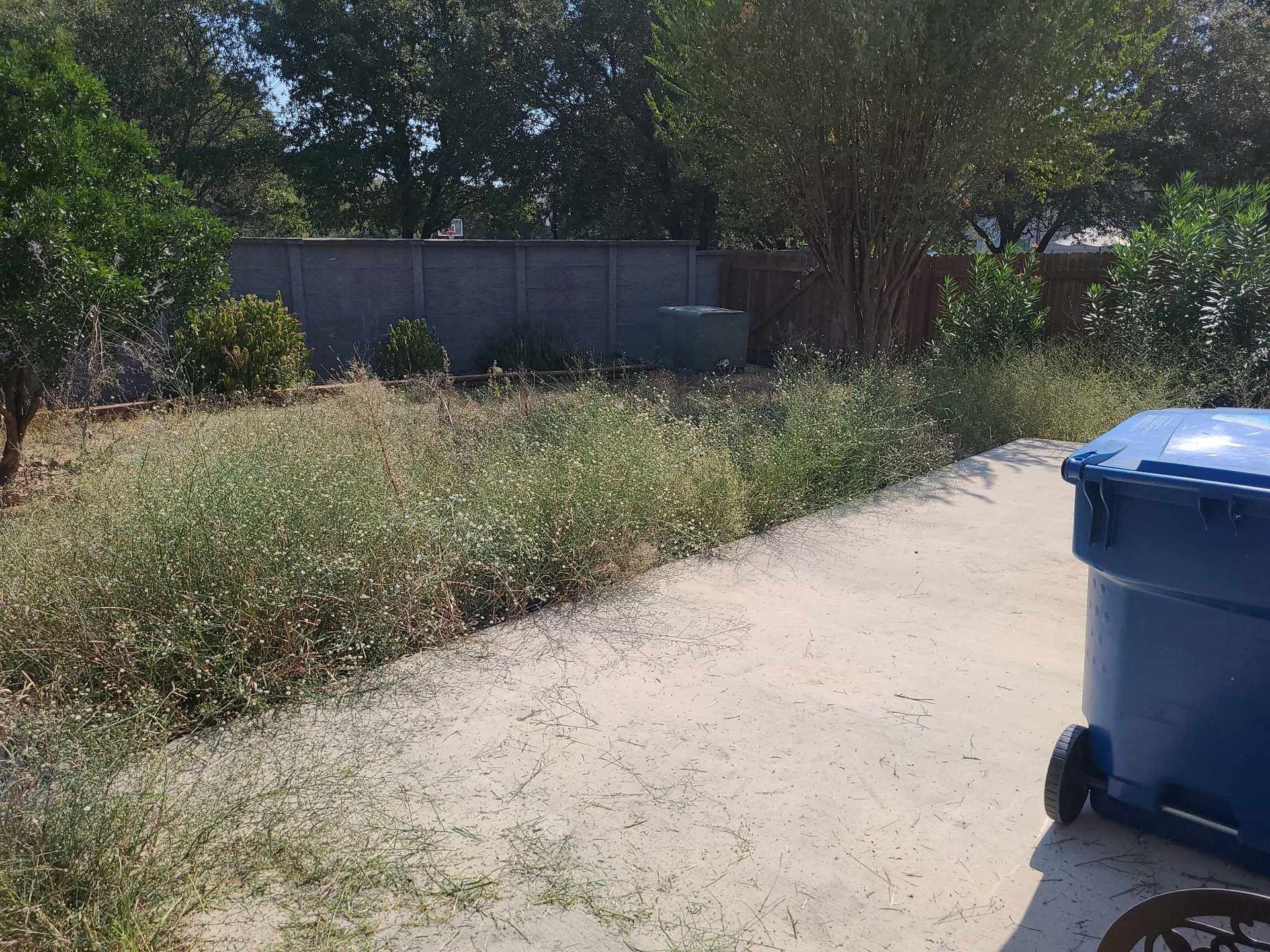 Overgrown yard beside a driveway, with a blue trash bin in the foreground and a fence in back