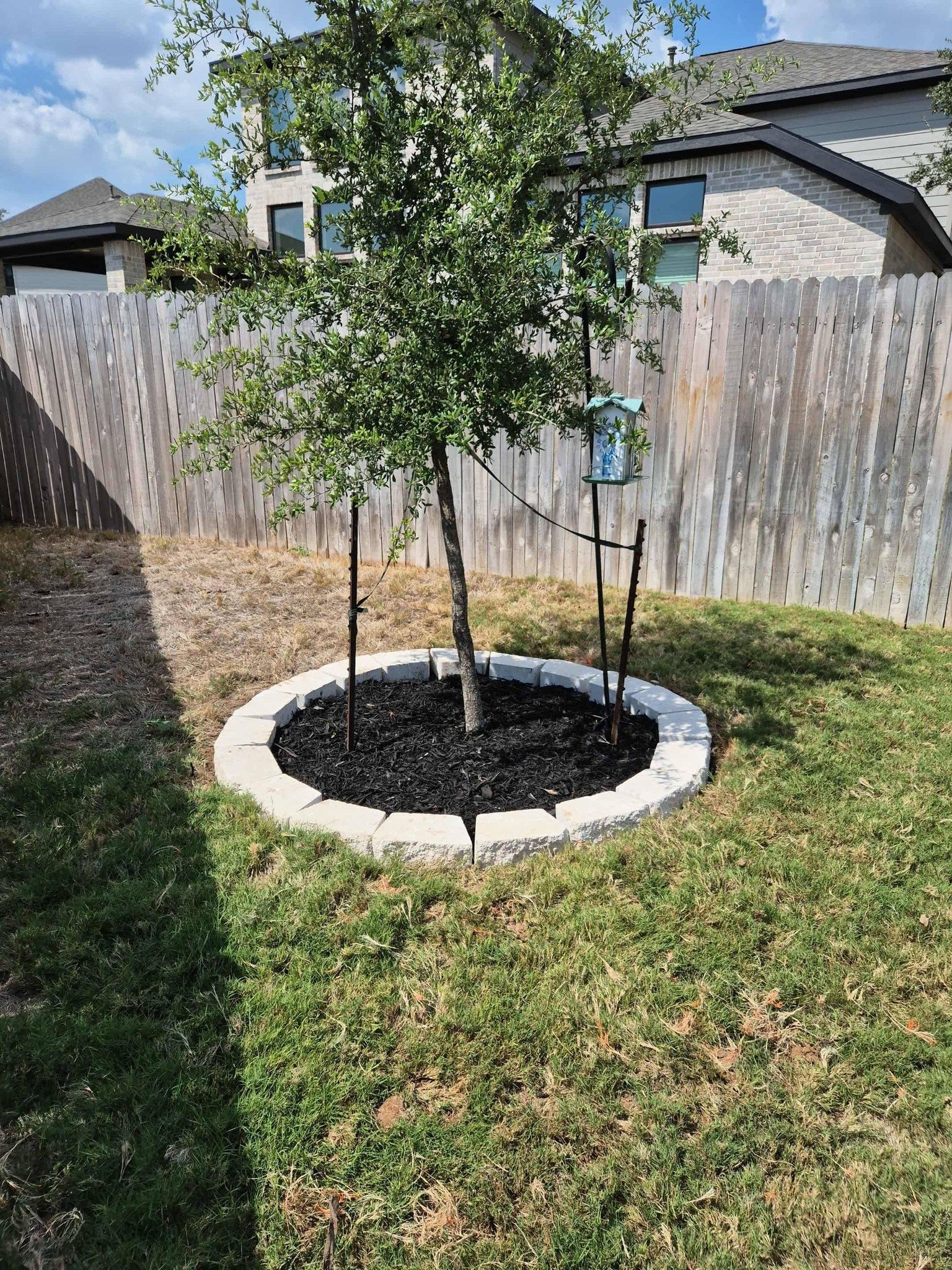 Young tree in a circular white stone border with black mulch, staked in a backyard near a wooden fence.