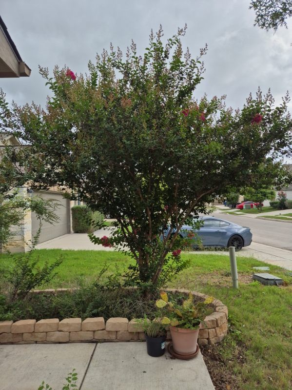 Front yard with a flowering tree, potted plants, brick border, and a parked car in the background