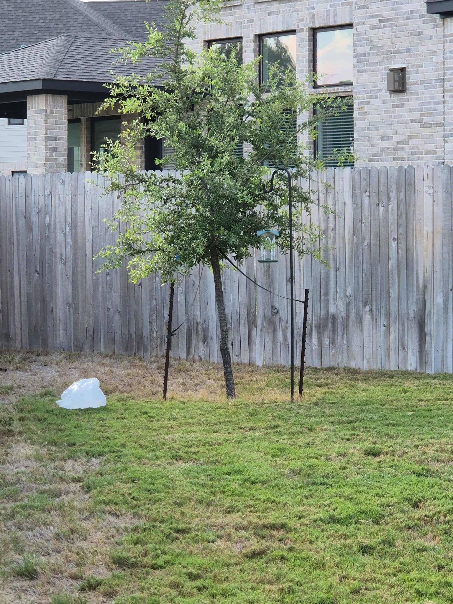 Young tree staked in a grassy yard before a wooden fence and brick house