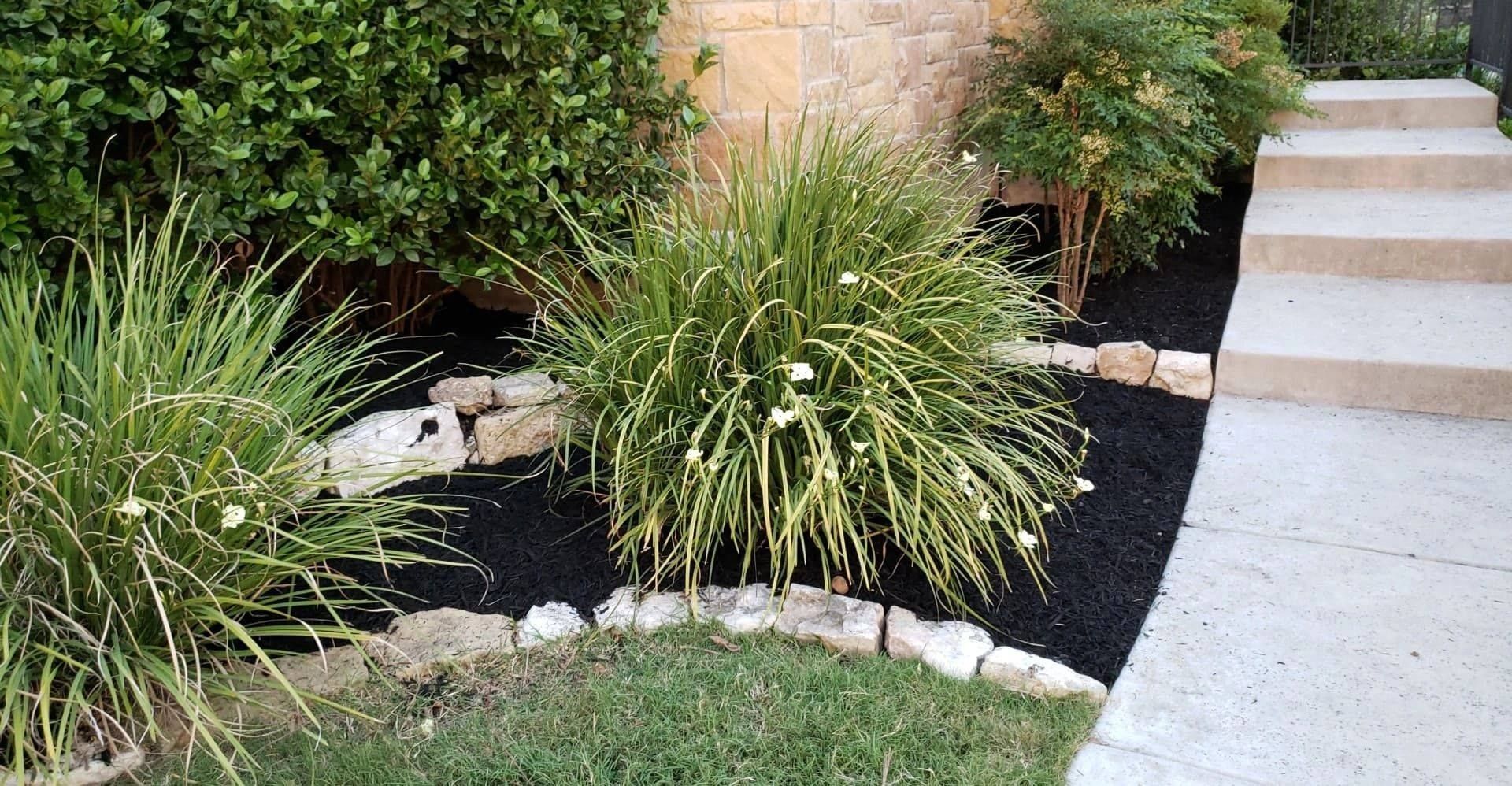 Landscaped front yard with ornamental grasses, black mulch, stone edging, and a concrete walkway with steps