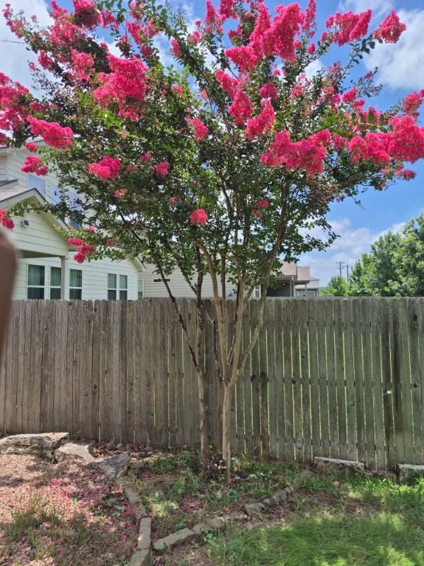 Pink flowering tree beside a wooden fence in a suburban yard