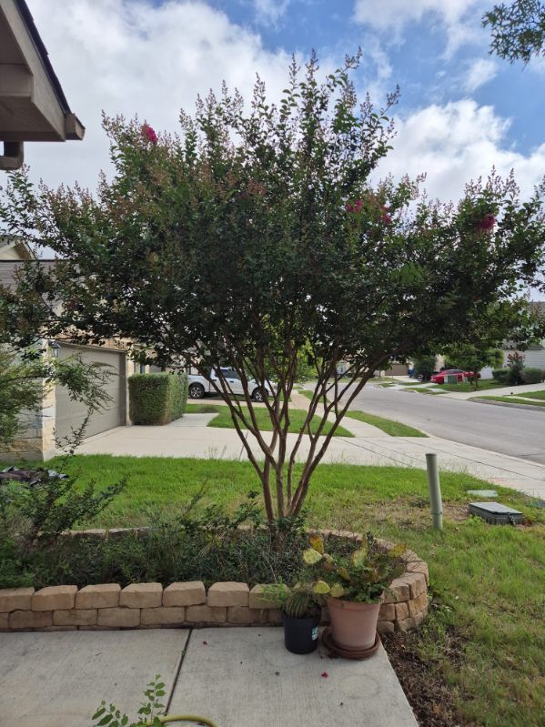 Front yard crepe myrtle tree with pink blooms beside a sidewalk and suburban street under a cloudy sky