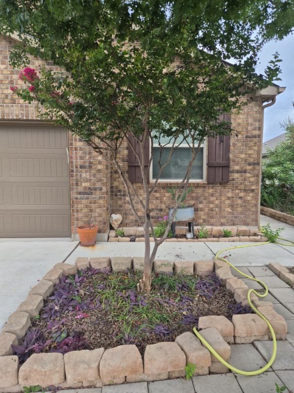 Front yard tree in a stone-bordered flower bed with purple ground cover and a yellow hose near a house entrance