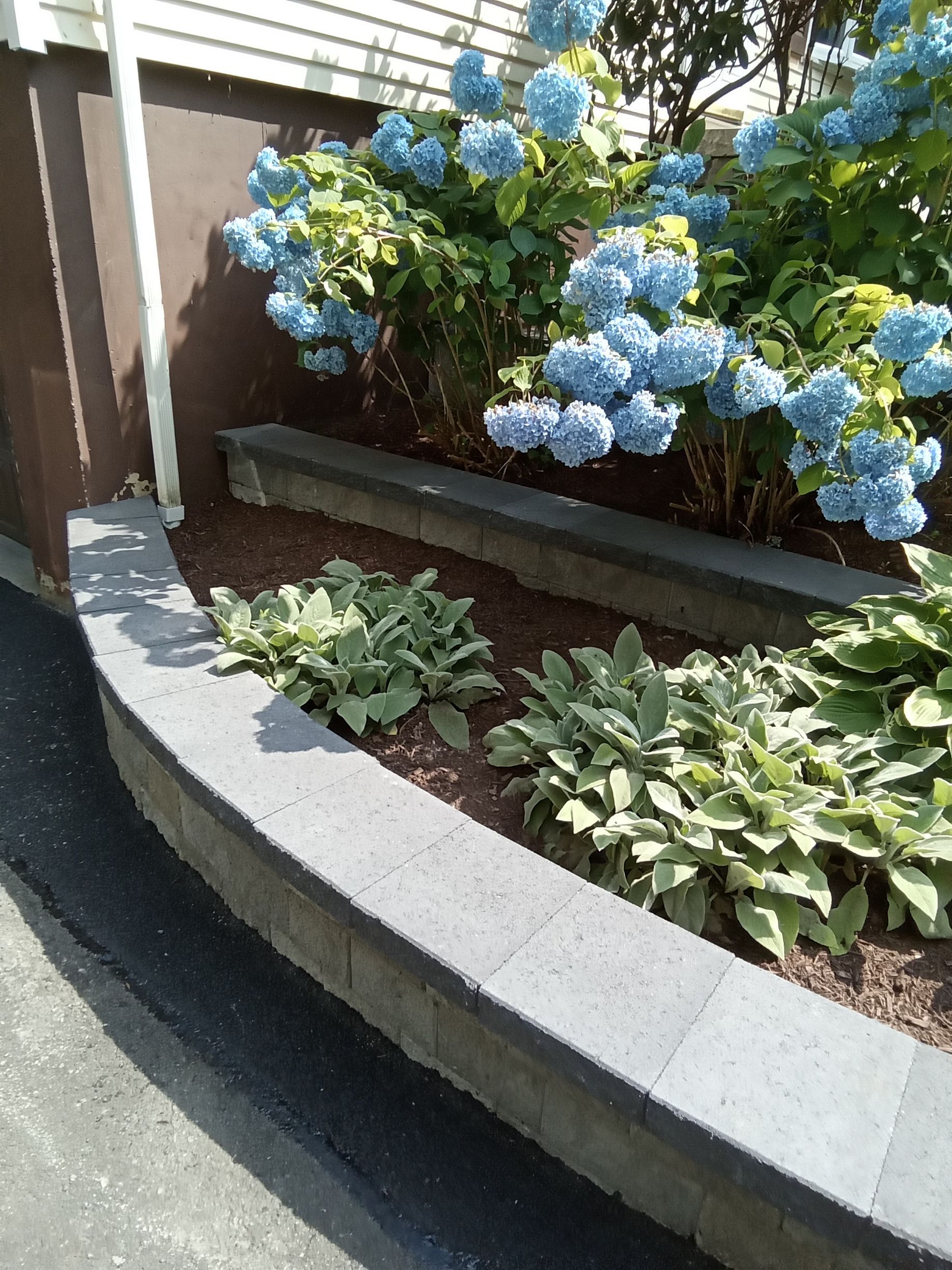 Low gray brick retaining wall in front of blooming blue hydrangeas and green leafy plants.