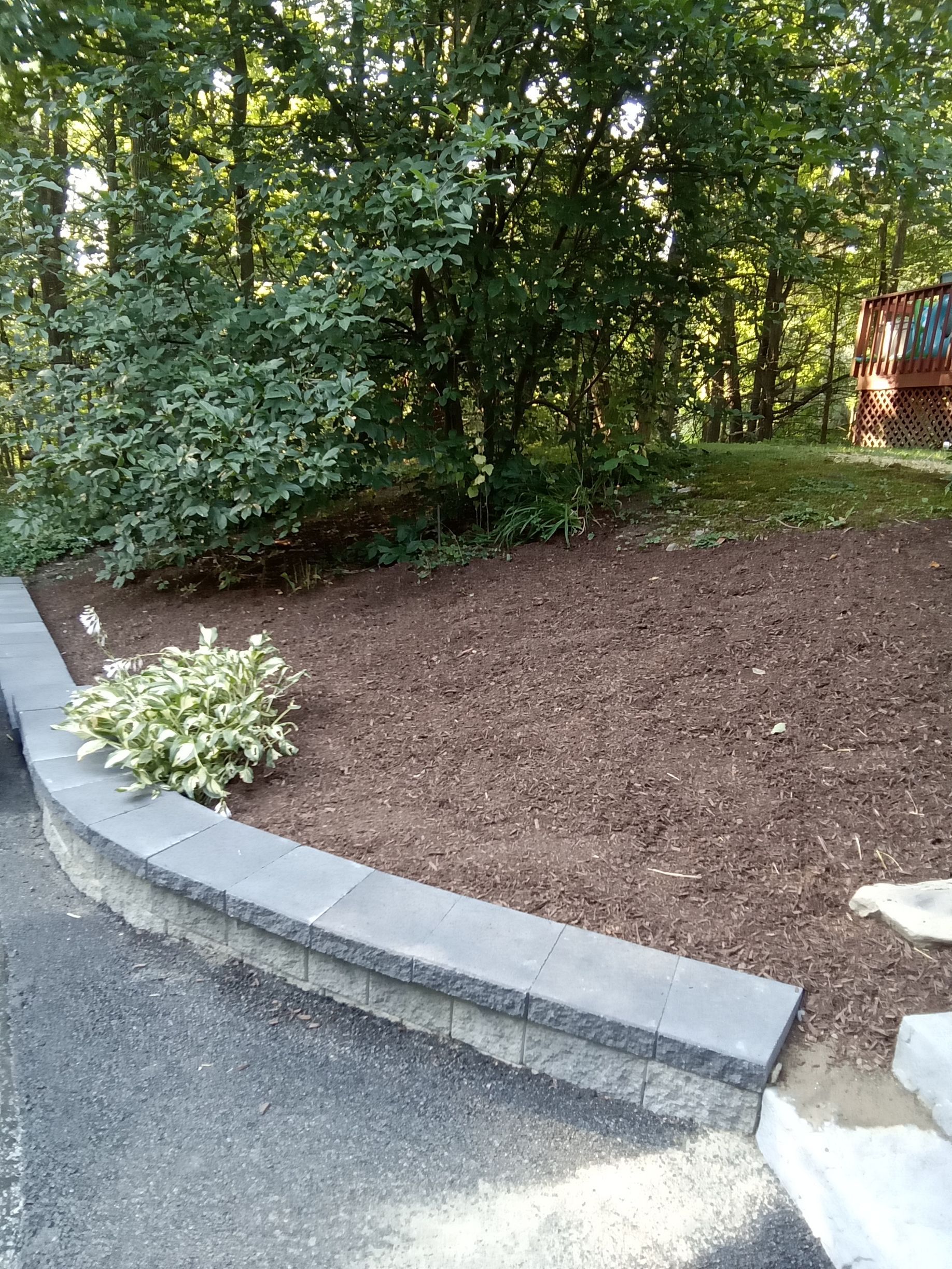 Stone retaining wall with a bed of wood mulch, a small bush, and a green, leafy backdrop.